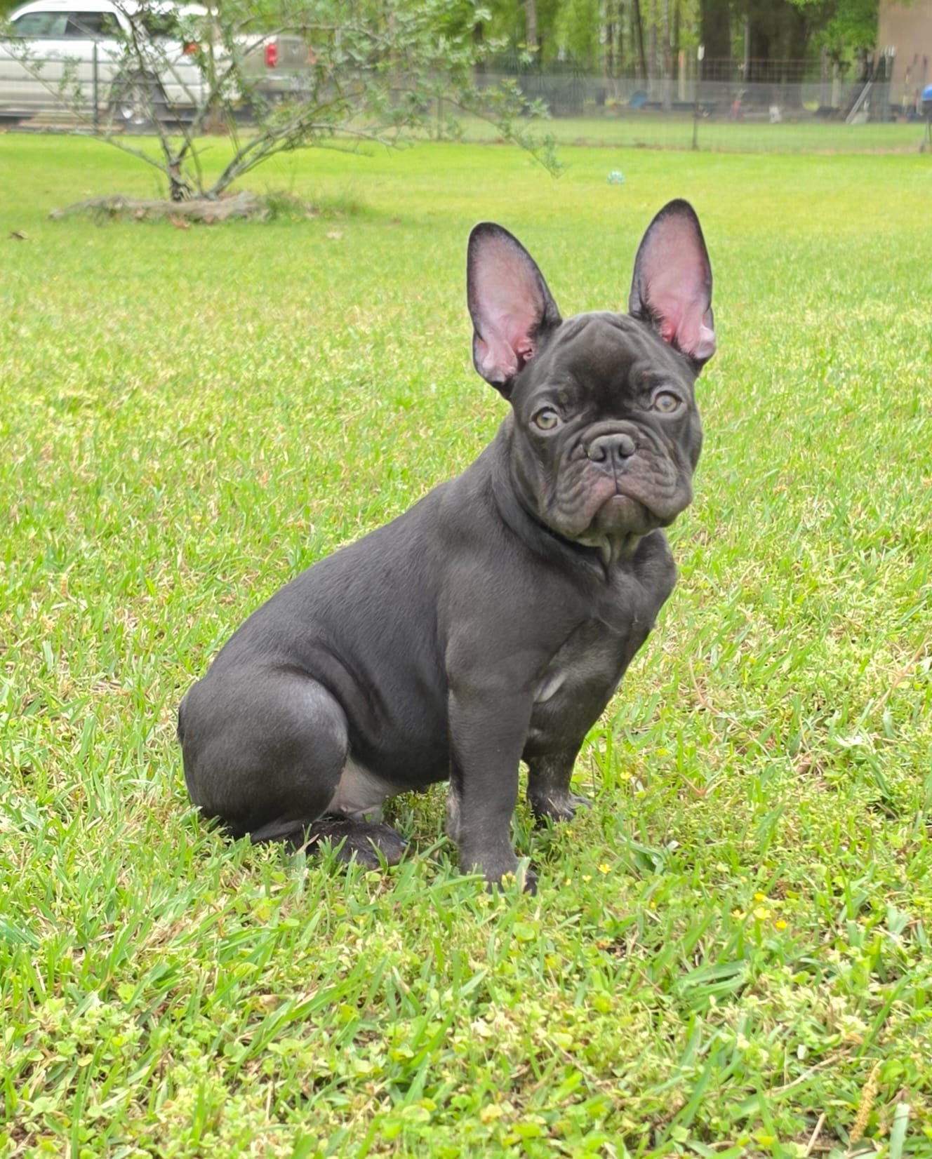 Hazel's 3 – French Bulldog puppy for sale in Gloster, MS