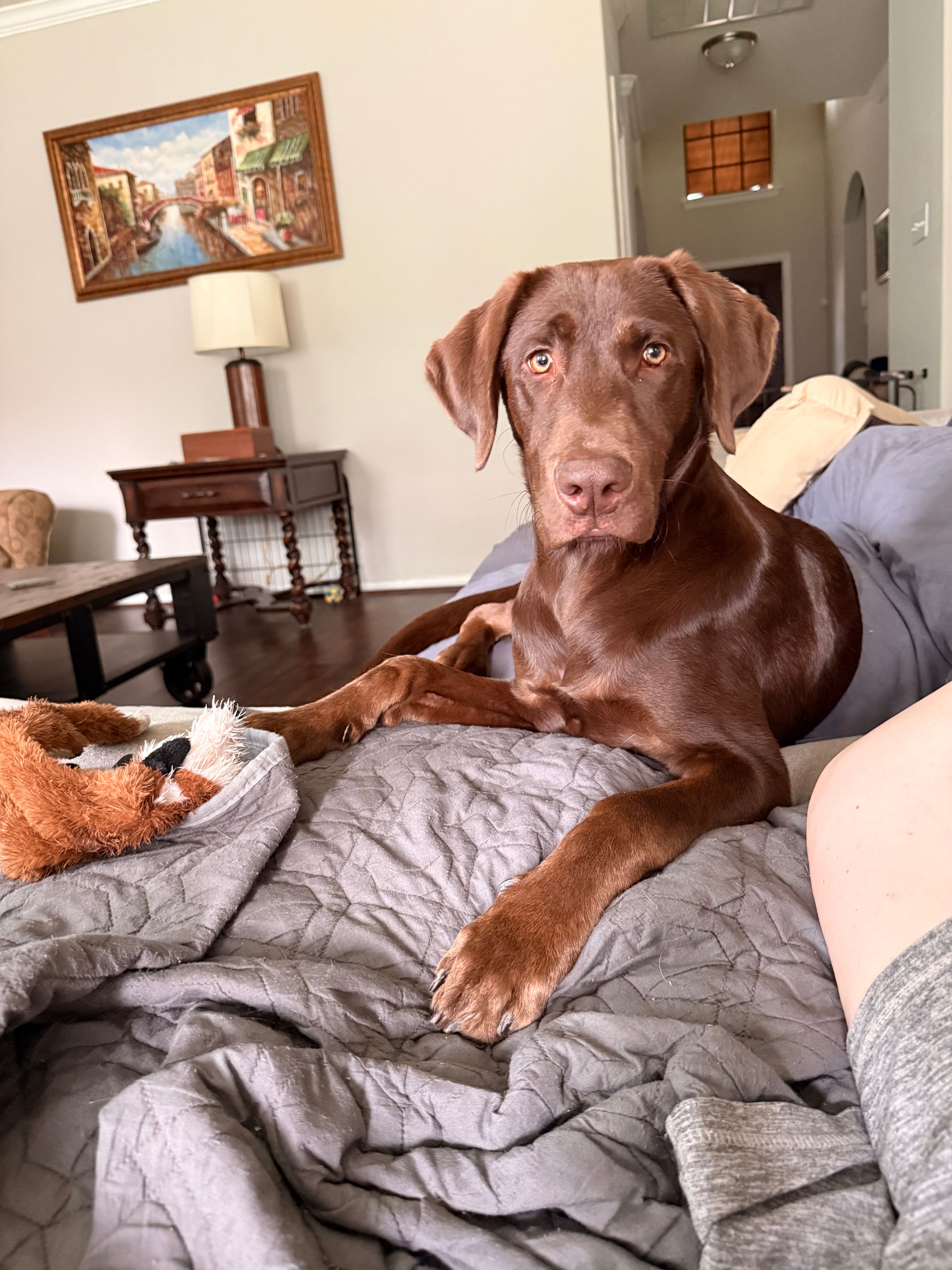 Max – Labrador Retriever puppy for sale in Georgetown, TX