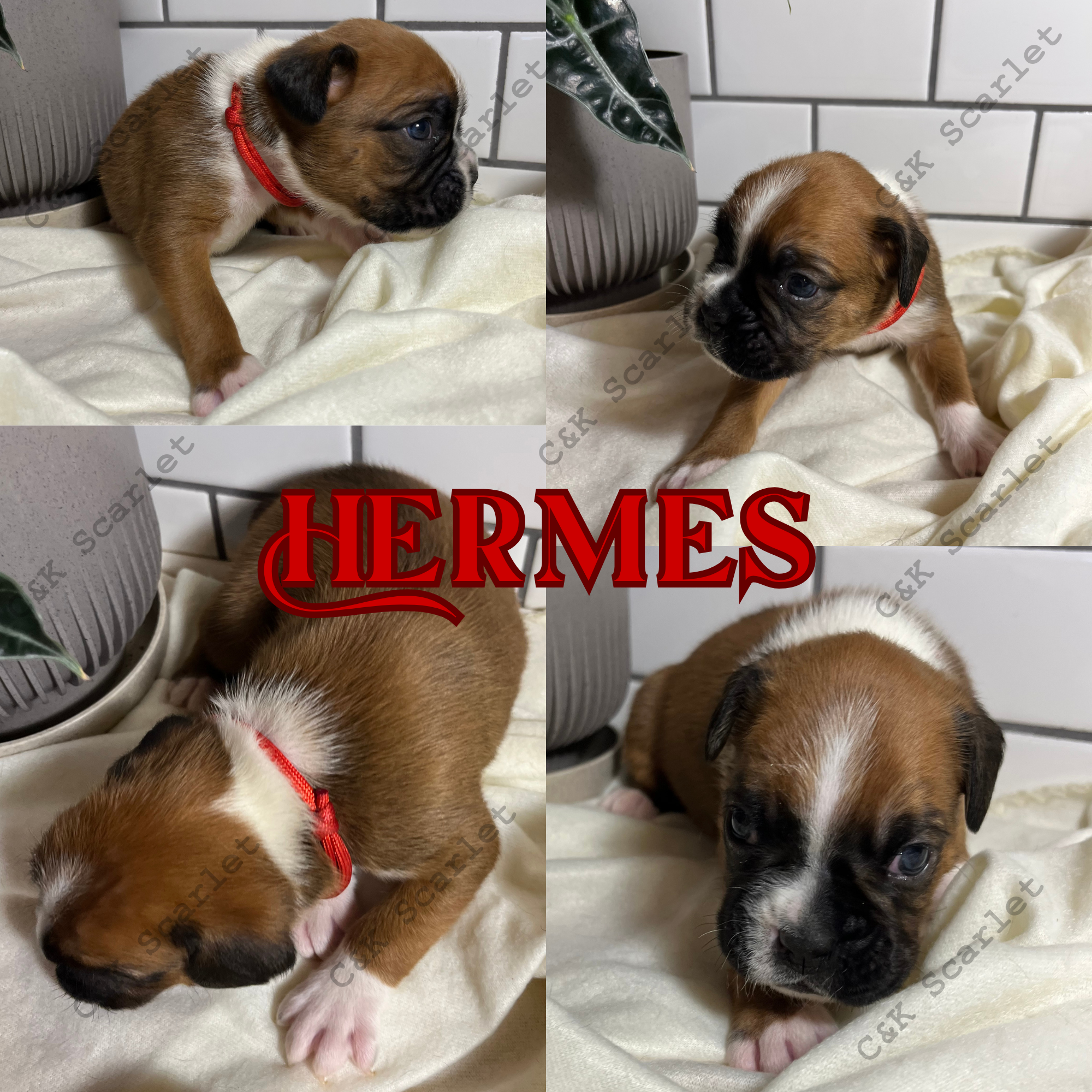 Hermes