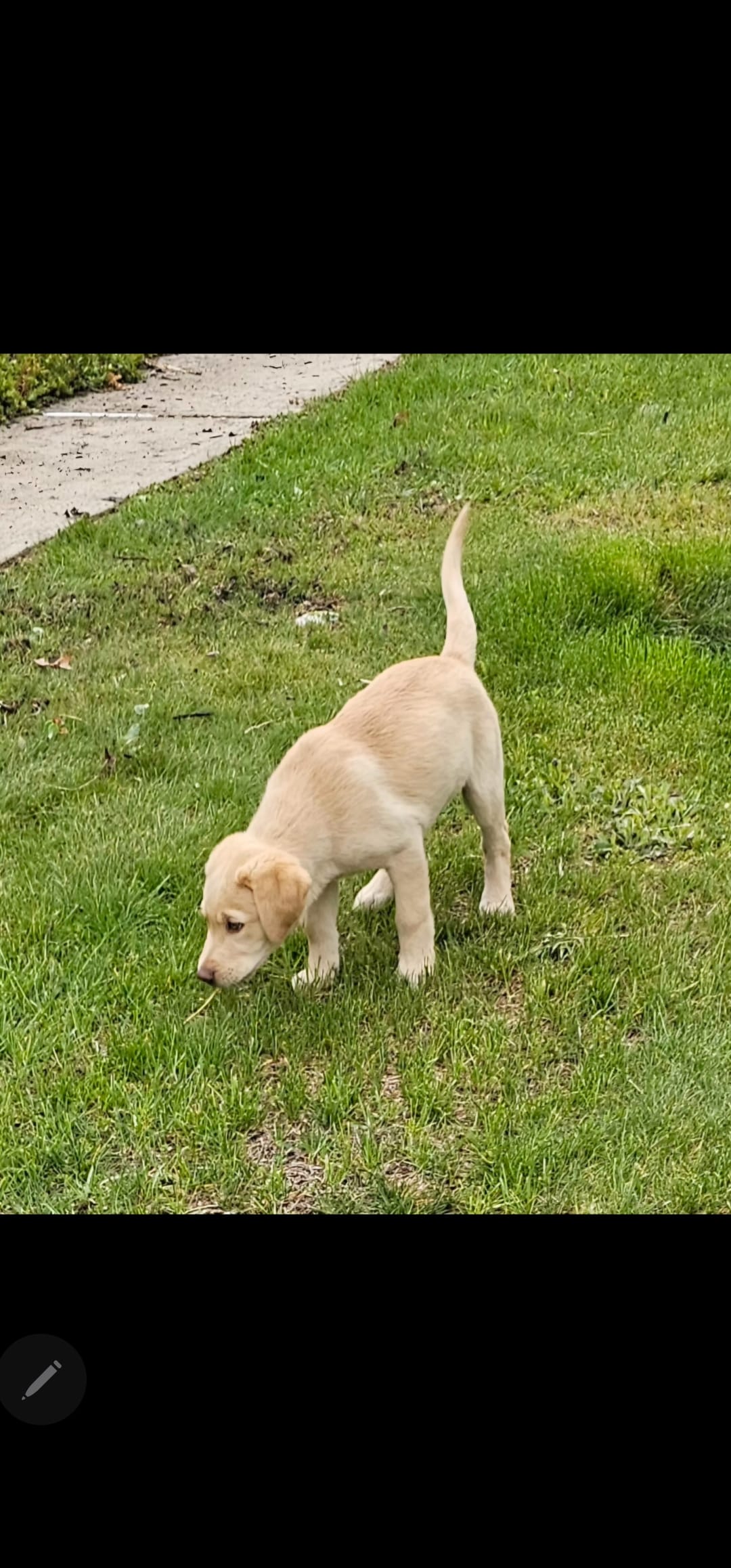 Josh – Labrador Retriever puppy for sale in Palmerton, PA