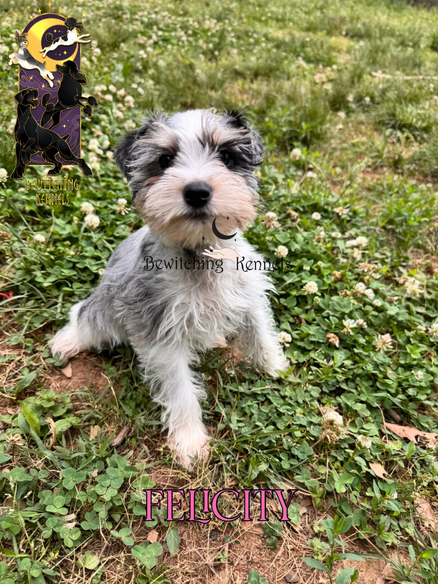 Felicity – Miniature Schnauzer puppy for sale in North Carolina, NC