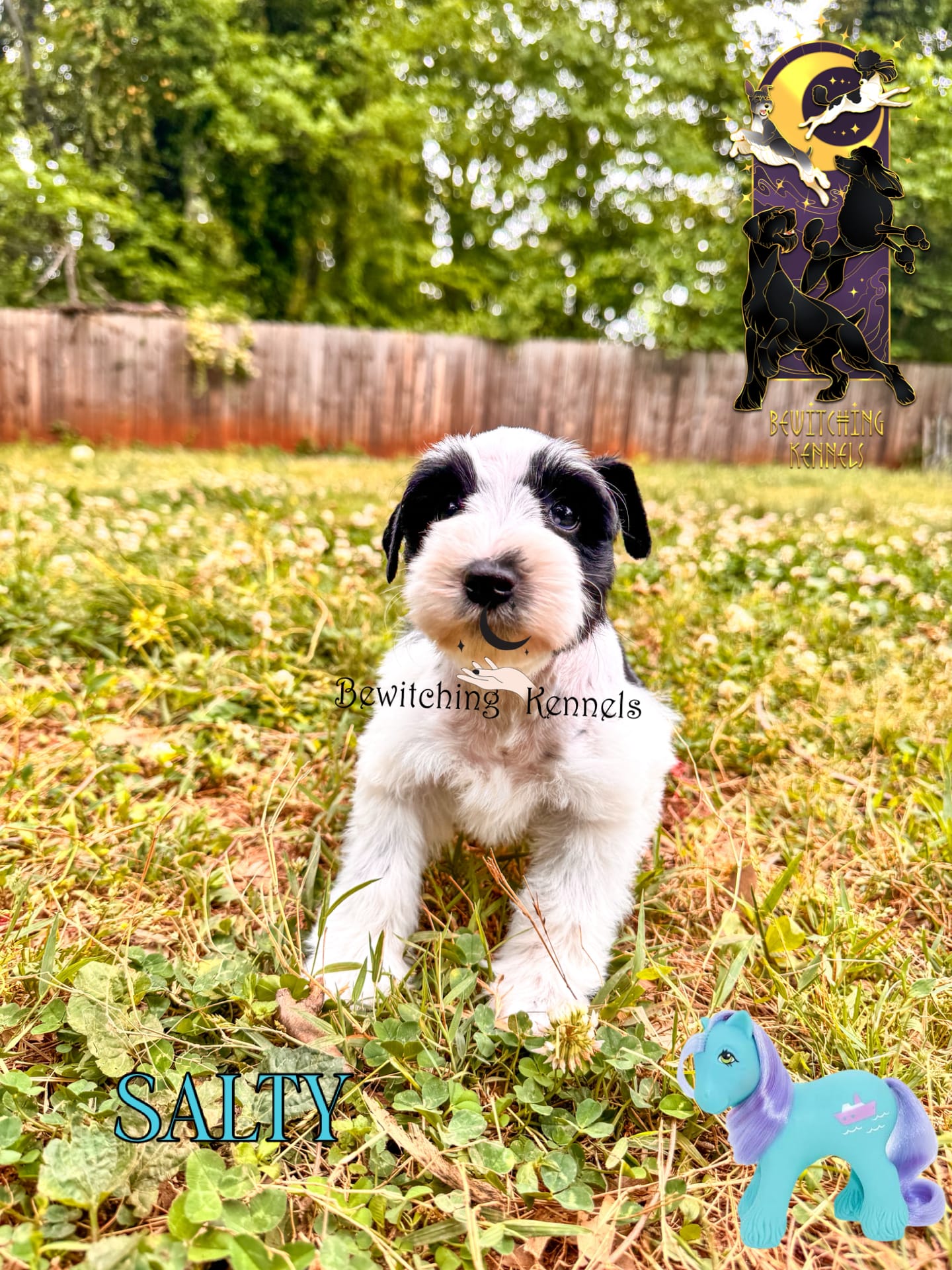 Salty – Miniature Schnauzer puppy for sale in North Carolina, NC