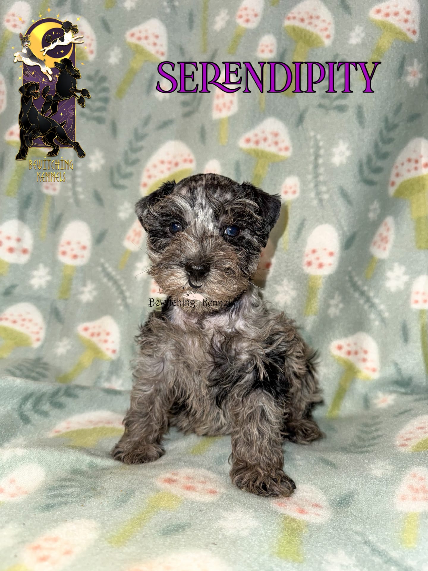 Serendipity – Miniature Schnauzer puppy for sale in North Carolina, NC