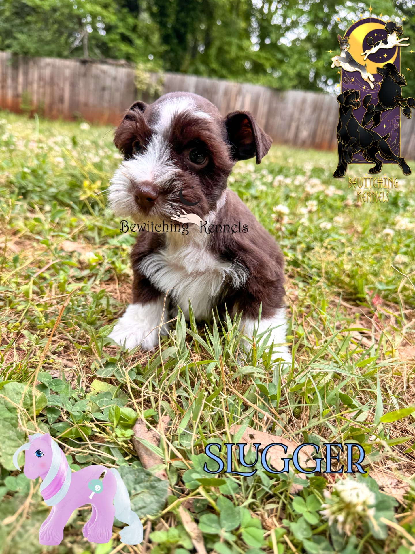 Slugger – Miniature Schnauzer puppy for sale in North Carolina, NC