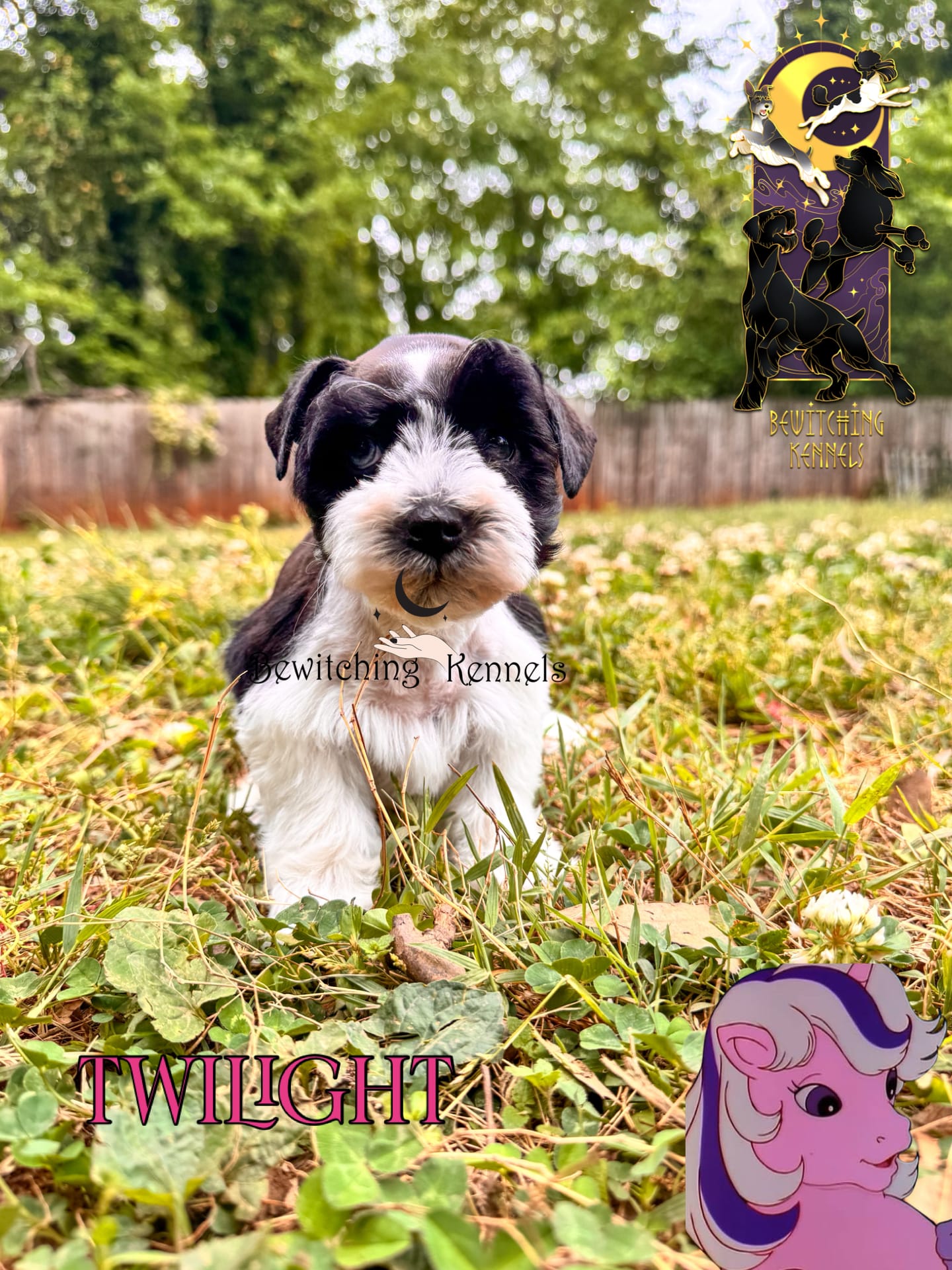 Twilight – Miniature Schnauzer puppy for sale in North Carolina, NC