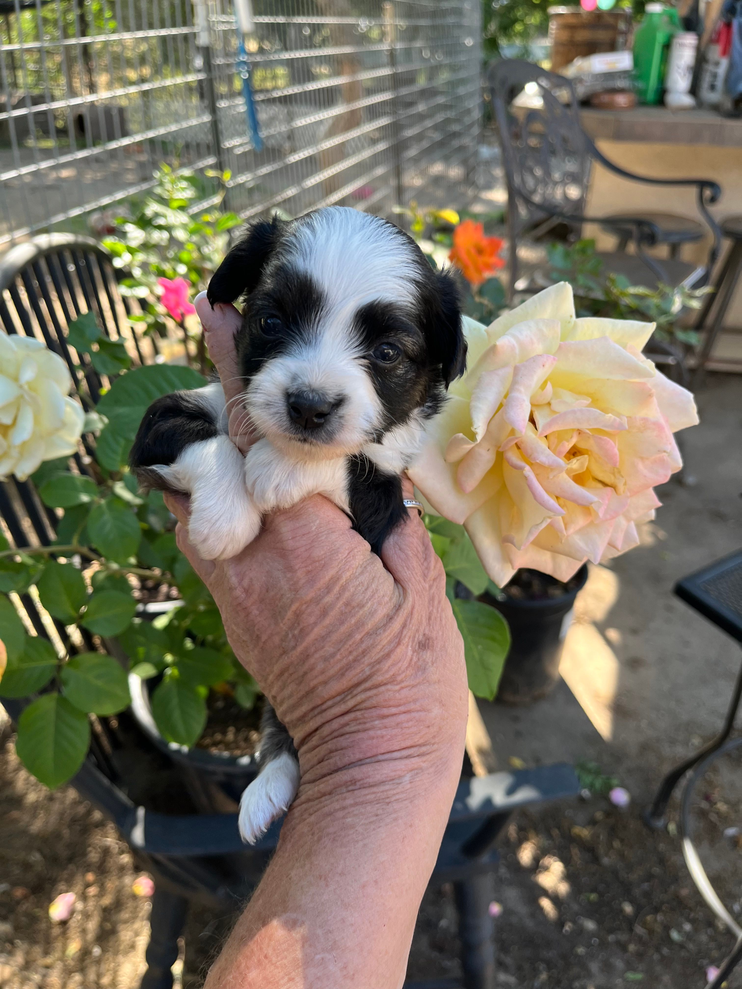 Black tri female – Toy Australian Shepherd puppy for sale in Fresno, CA