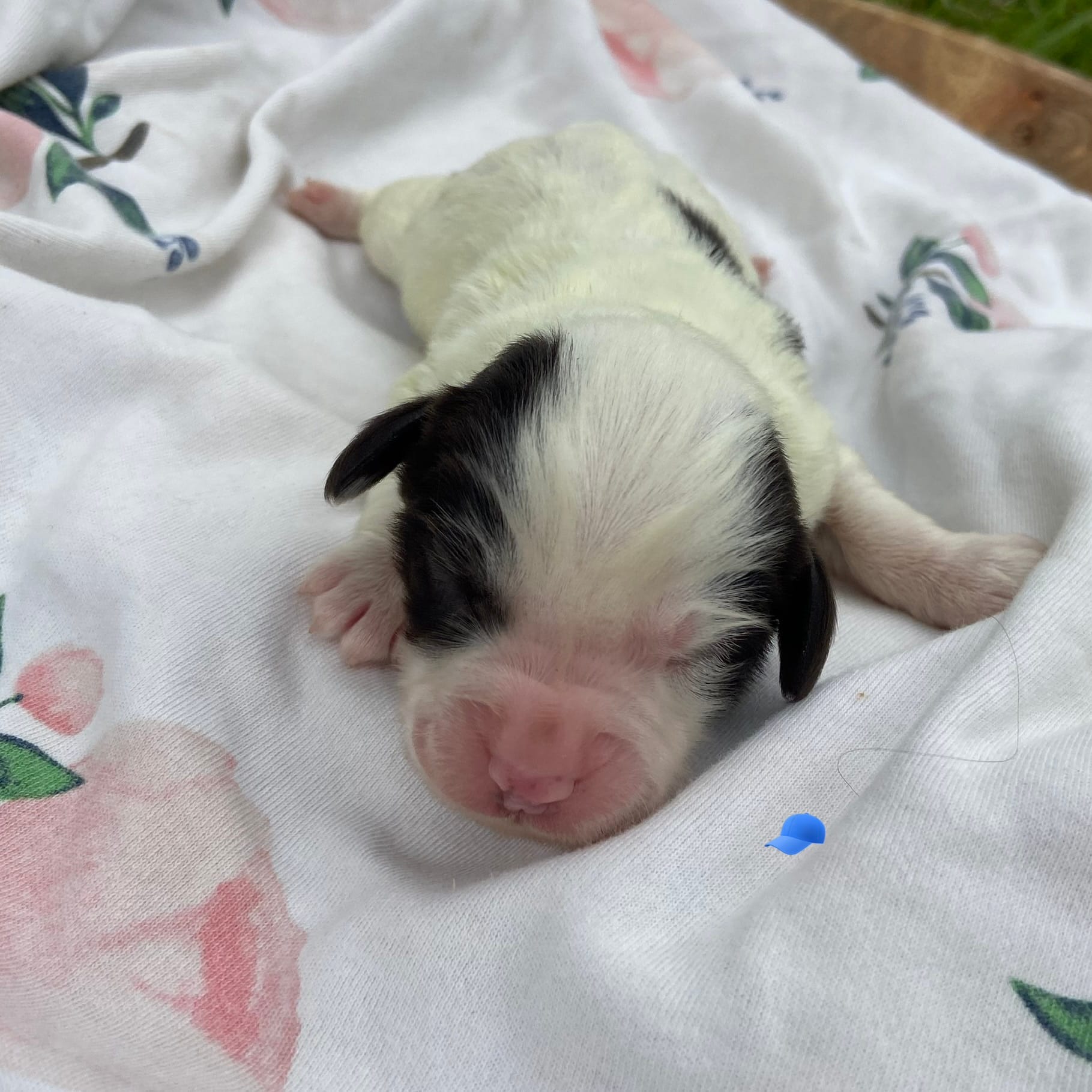 Mini boy 3 – Australian Labradoodle puppy for sale in Lagro, IN