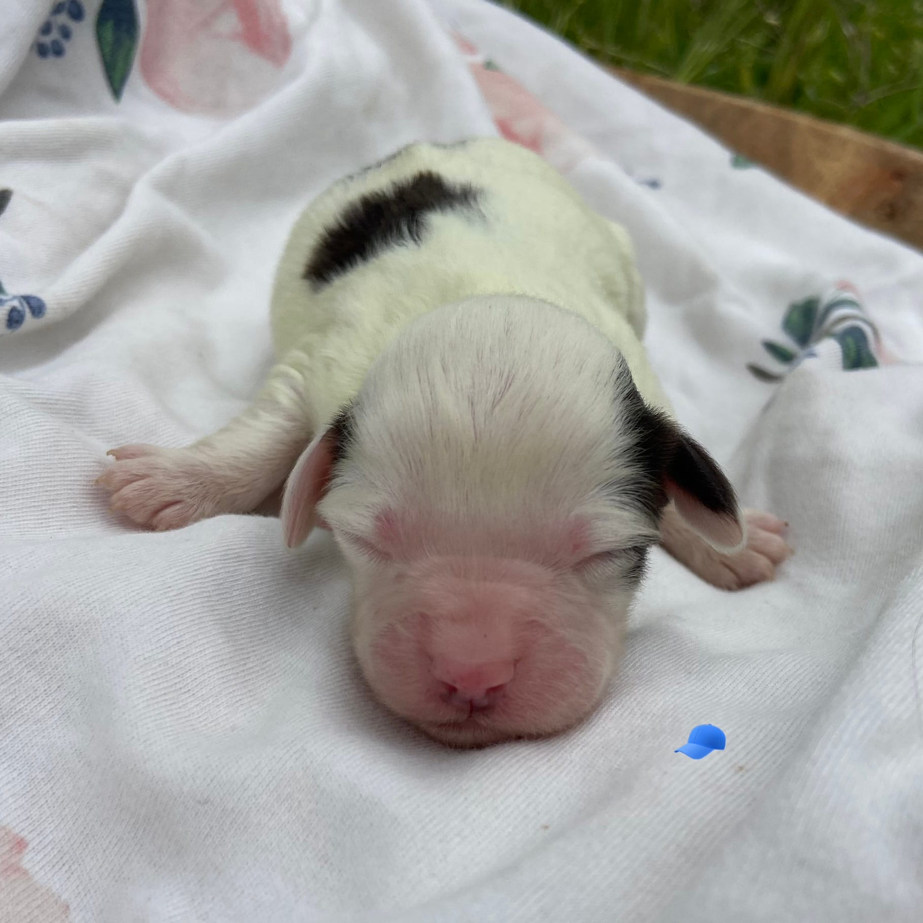 Mini boy 3 – Australian Labradoodle puppy for sale in Lagro, IN