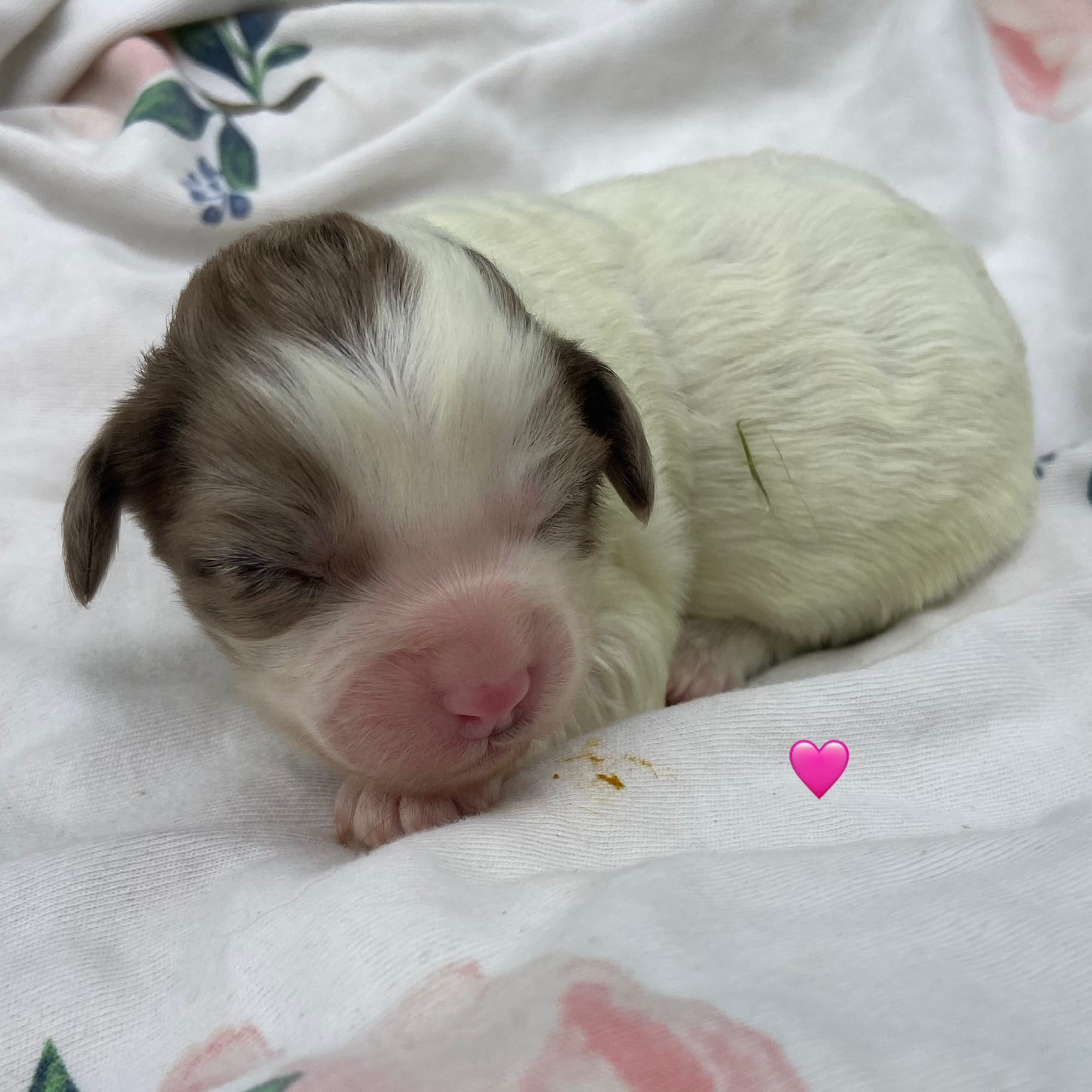Mini girl  – Australian Labradoodle puppy for sale in Lagro, IN