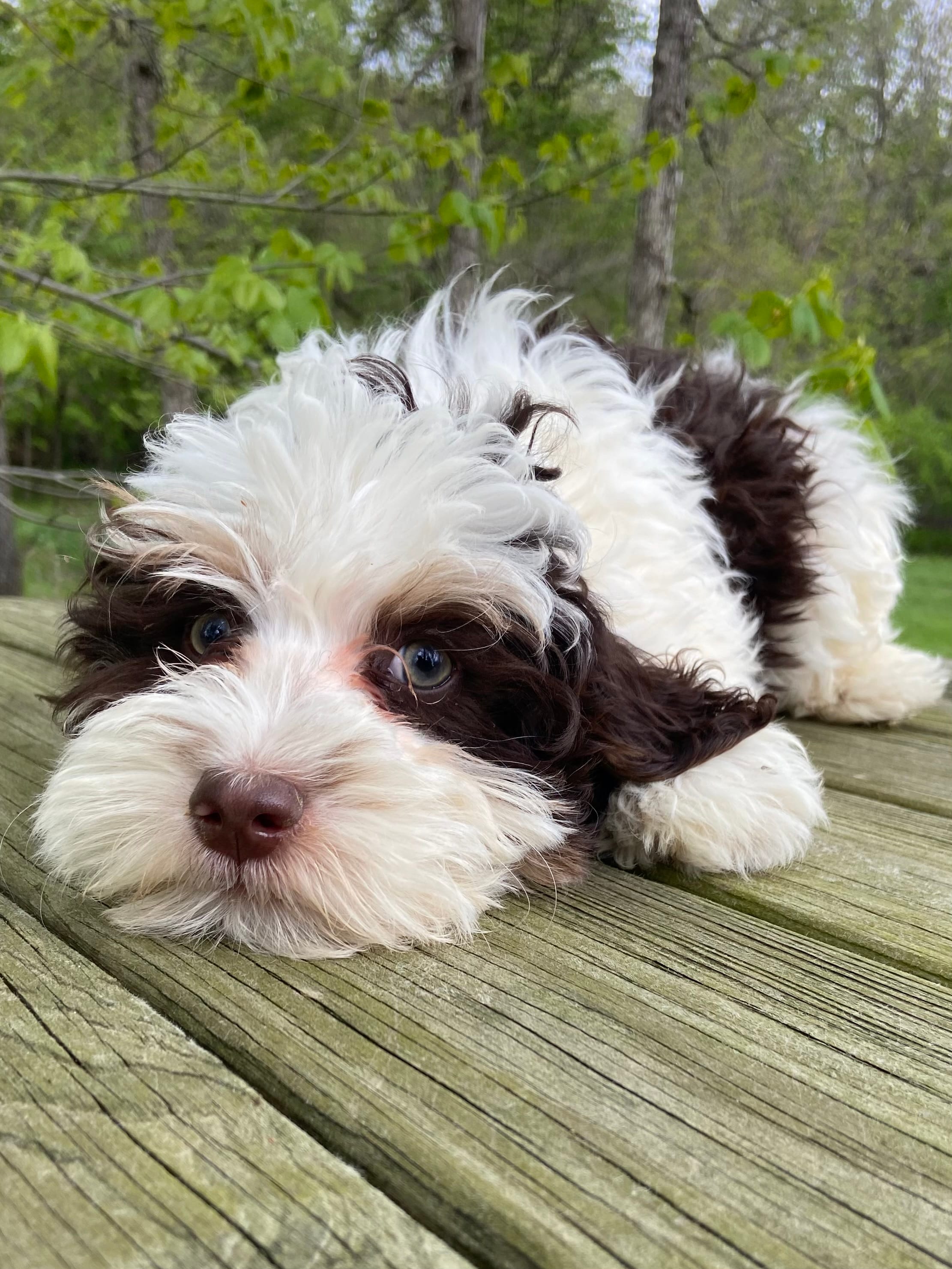 Mini – Bernedoodle puppy for sale in Lagro, IN