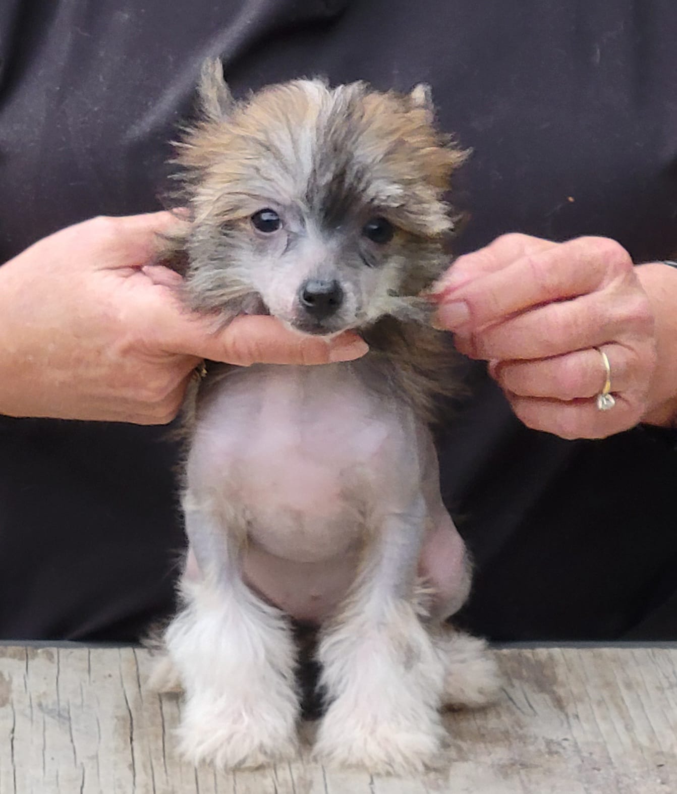 Wild thing – Chinese Crested puppy for sale in Mount Olive, NC