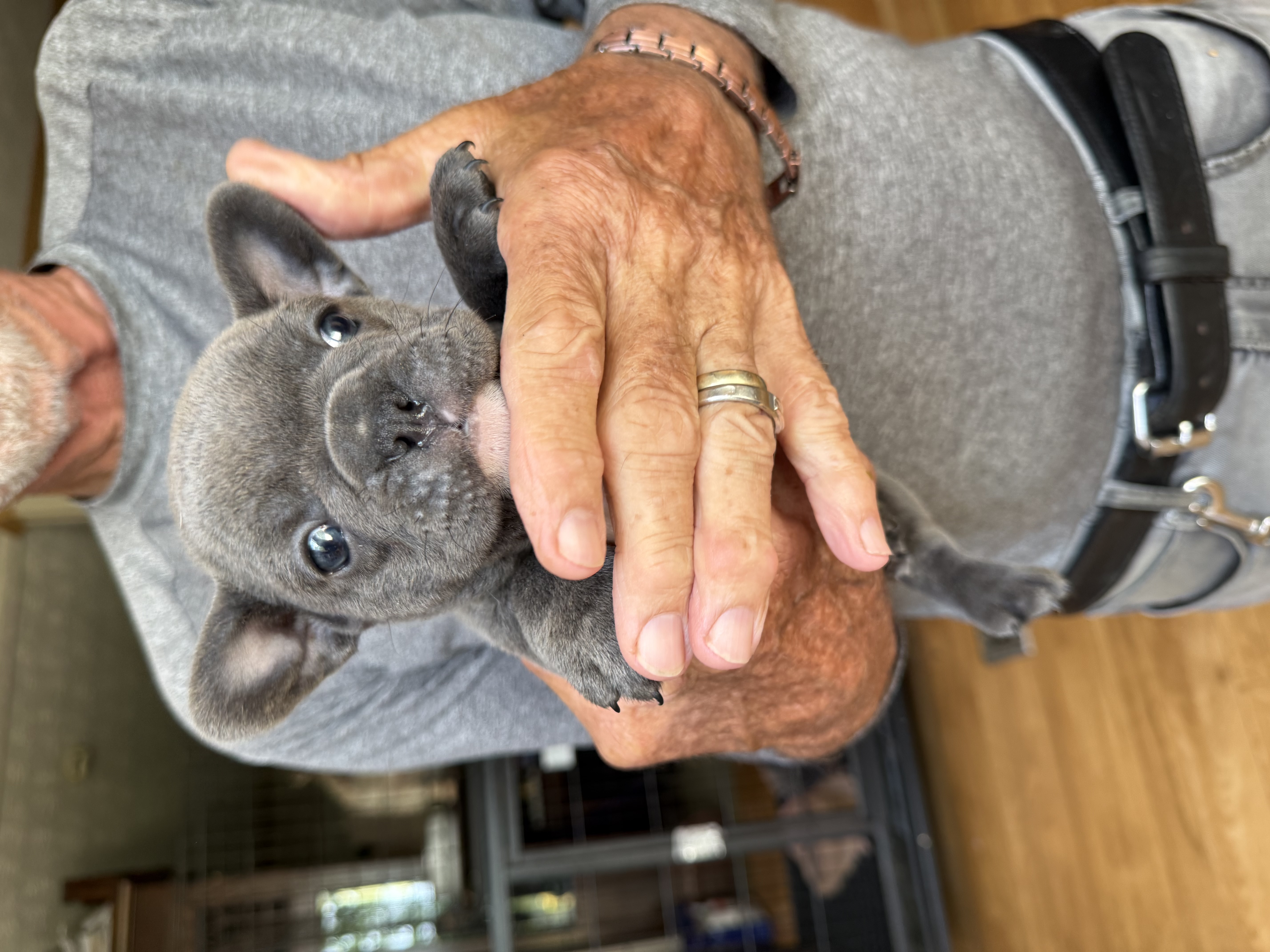 Steel – French Bulldog puppy for sale in Beattyville, KY