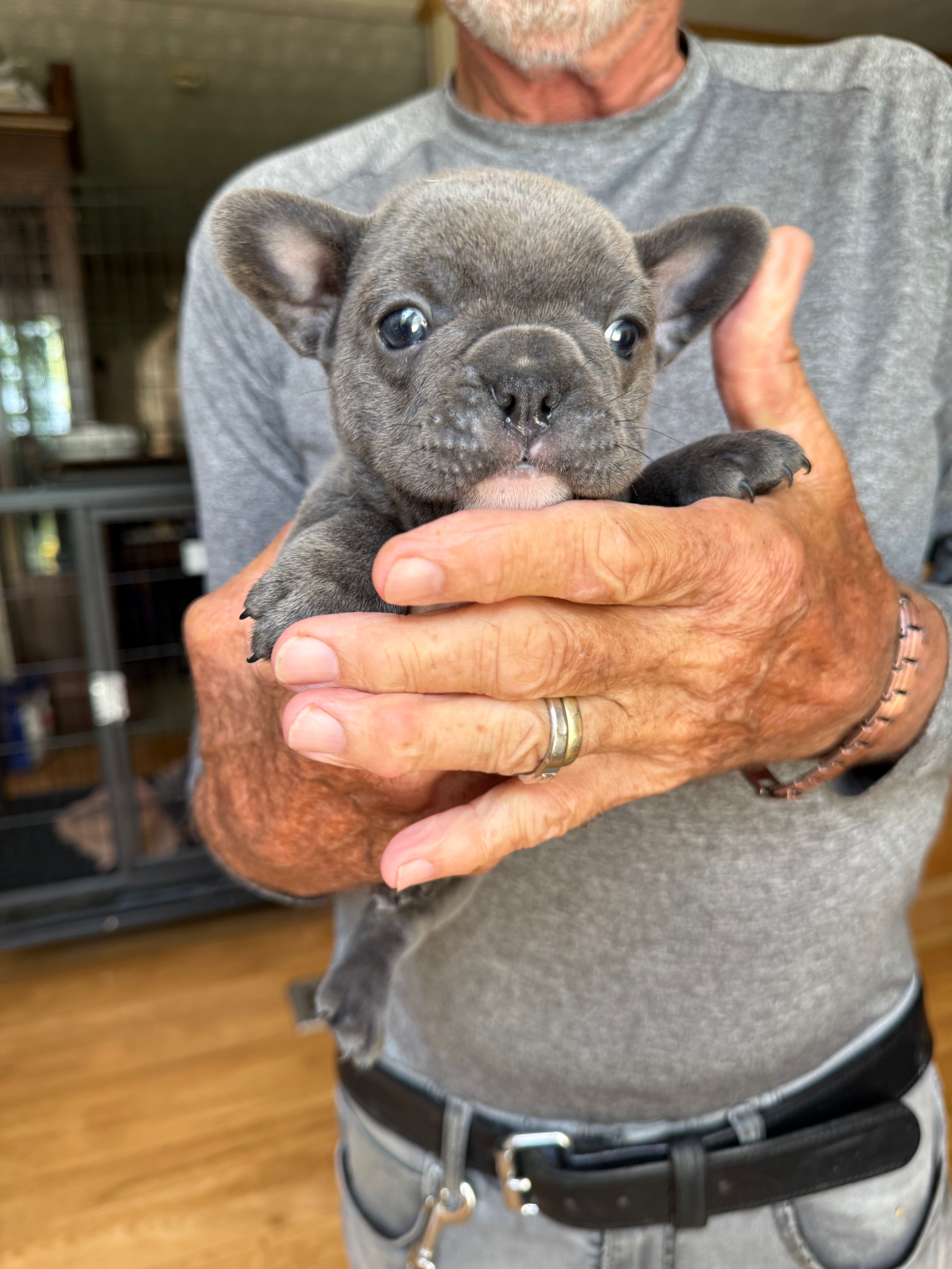 Bella – French Bulldog puppy for sale in Beattyville, KY