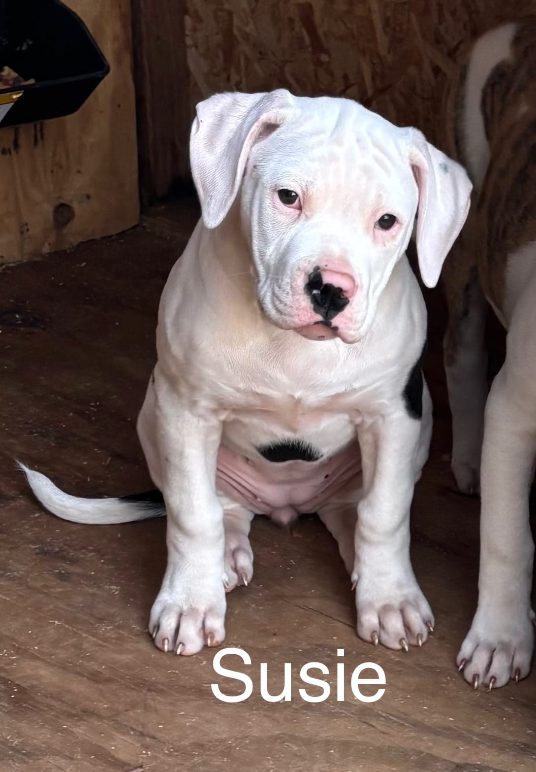 Suzy Q – American Bulldog puppy for sale in Martin, GA