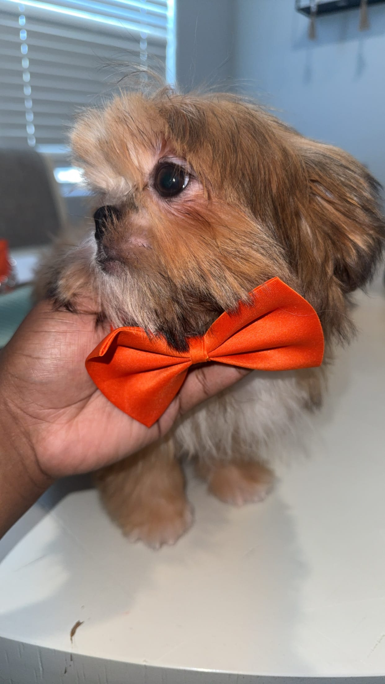 AKC Robin – Shih Tzu puppy for sale in San Tan Valley, AZ