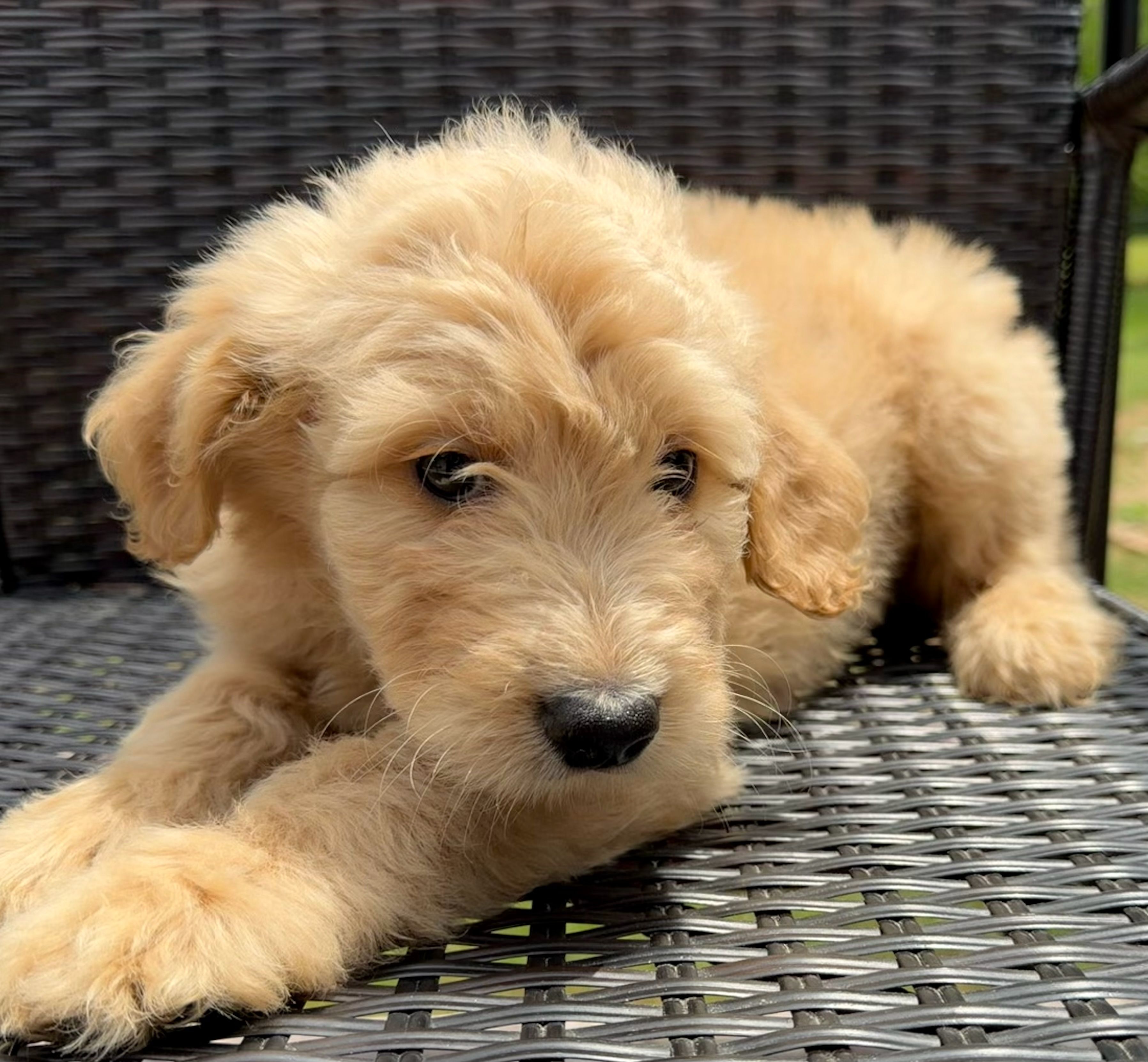 Yellow collar boy  – Double Doodle puppy for sale in Clarks Hill, SC