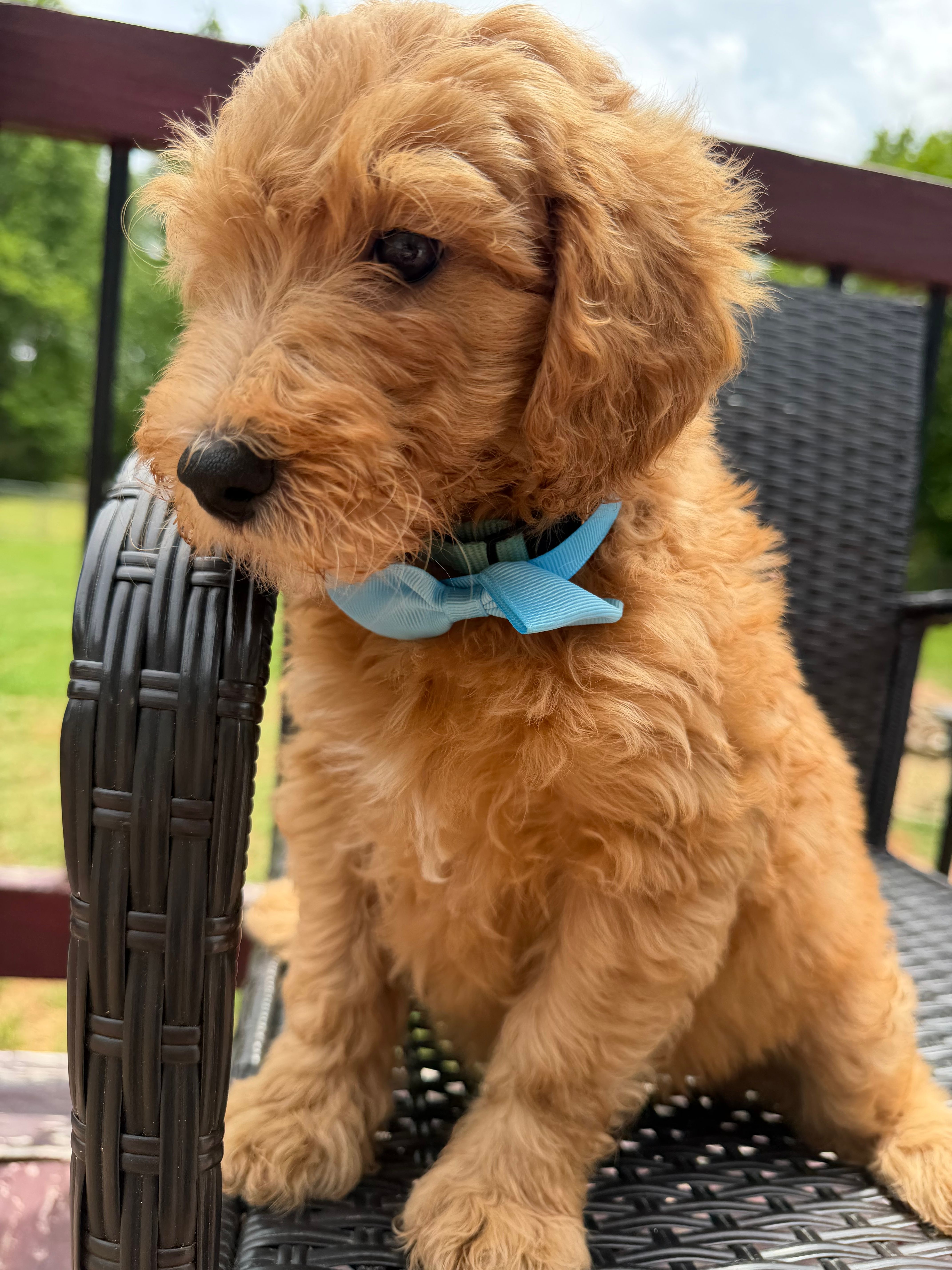 Light blue collar boy  – Double Doodle puppy for sale in Clarks Hill, SC