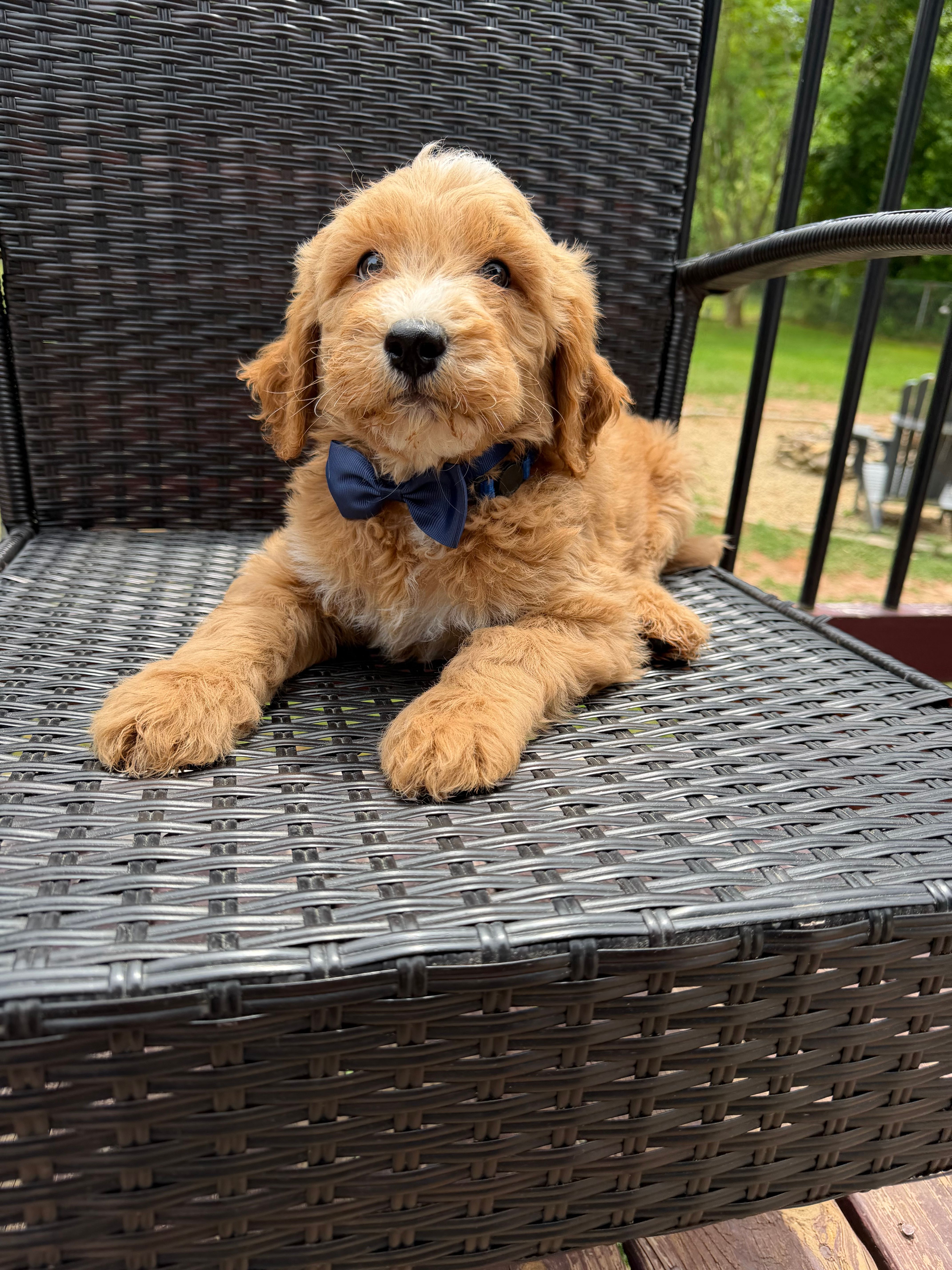 Dark blue collar boy  – Double Doodle puppy for sale in Clarks Hill, SC