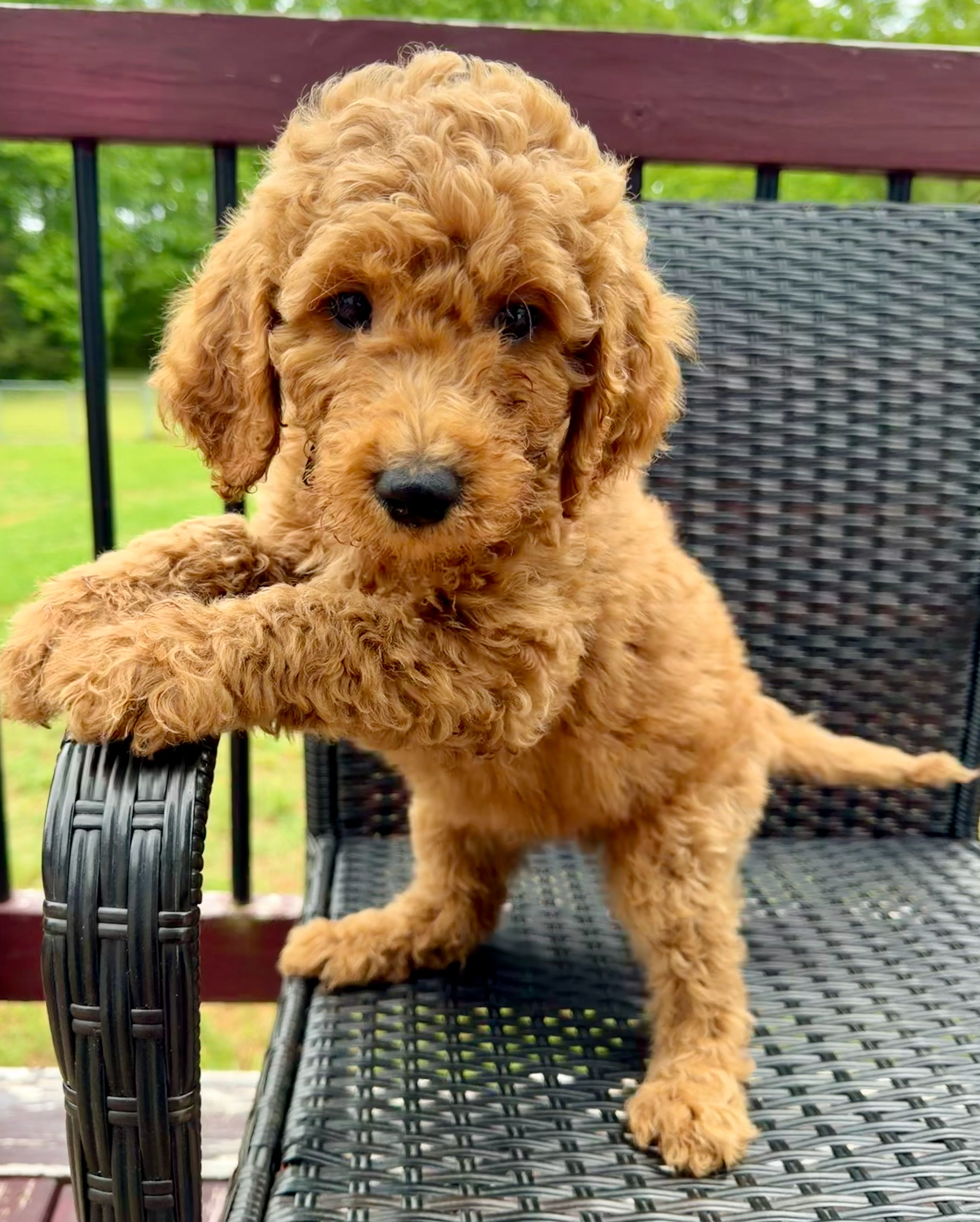 Black collar boy  – Double Doodle puppy for sale in Clarks Hill, SC