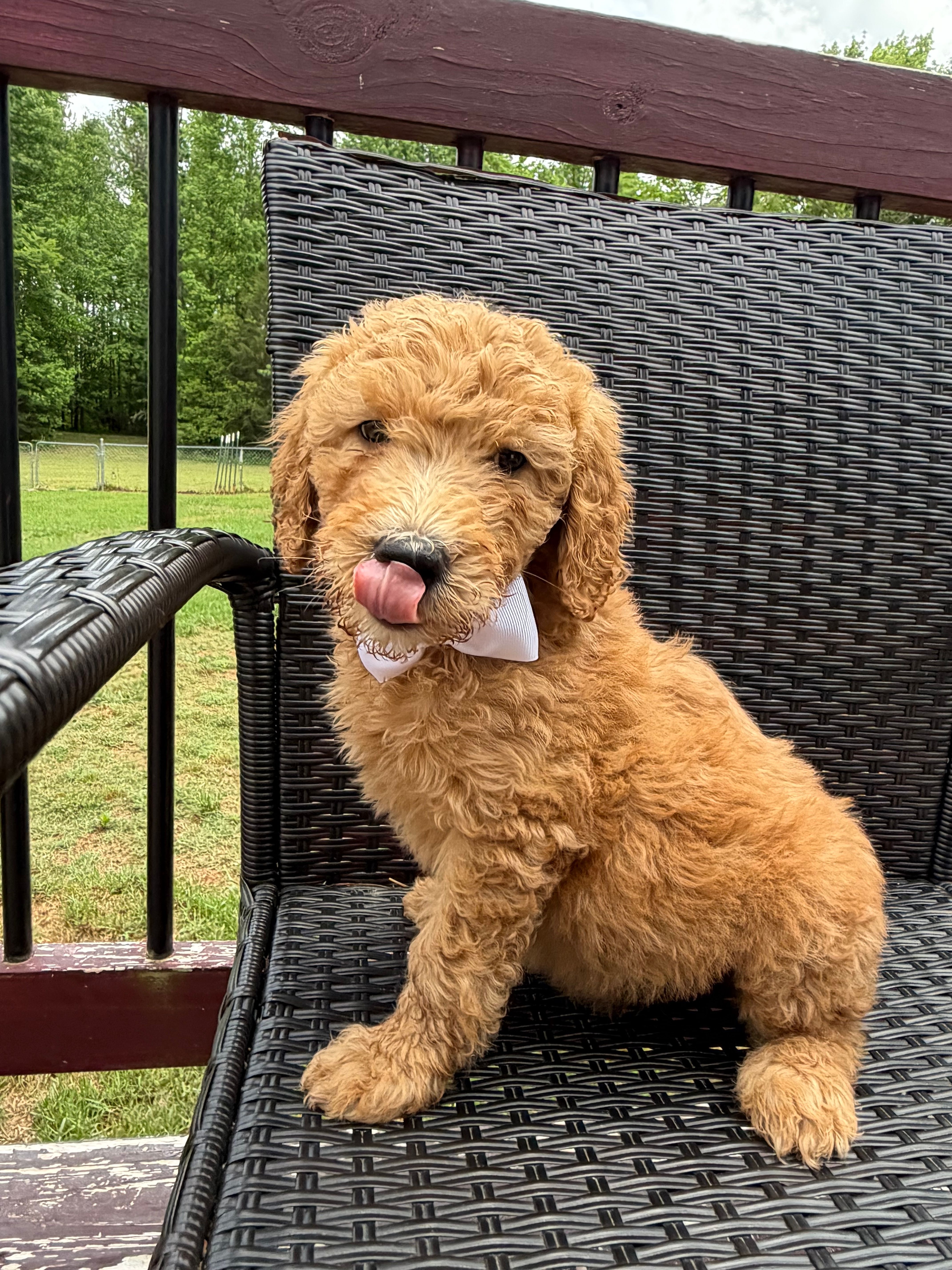 Cream collar boy  – Double Doodle puppy for sale in Clarks Hill, SC