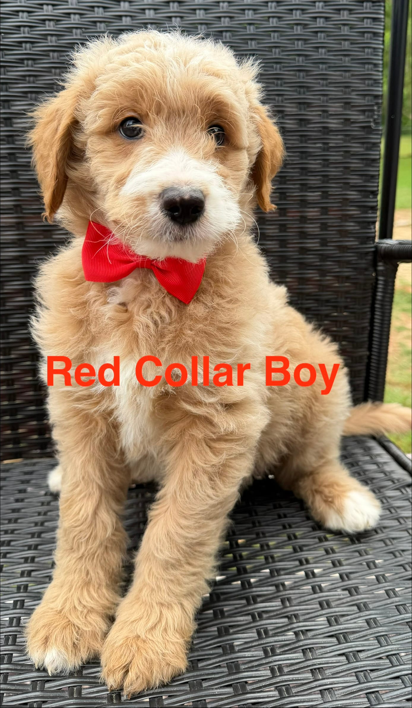 Red collar boy  – Double Doodle puppy for sale in Clarks Hill, SC