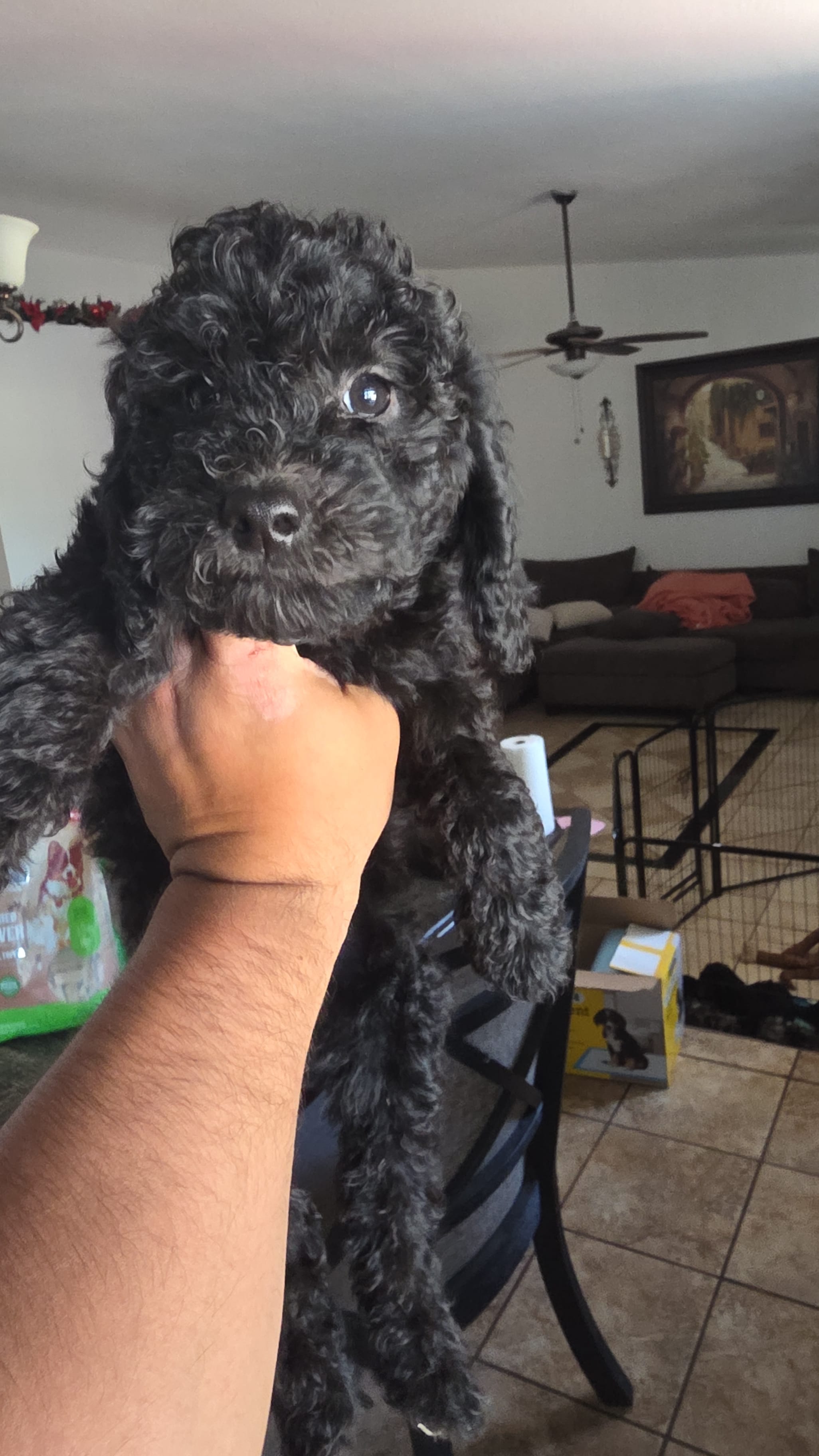 Kona – Poodle - Miniature , Australian Labradoodle puppy for sale in El Centro, CA