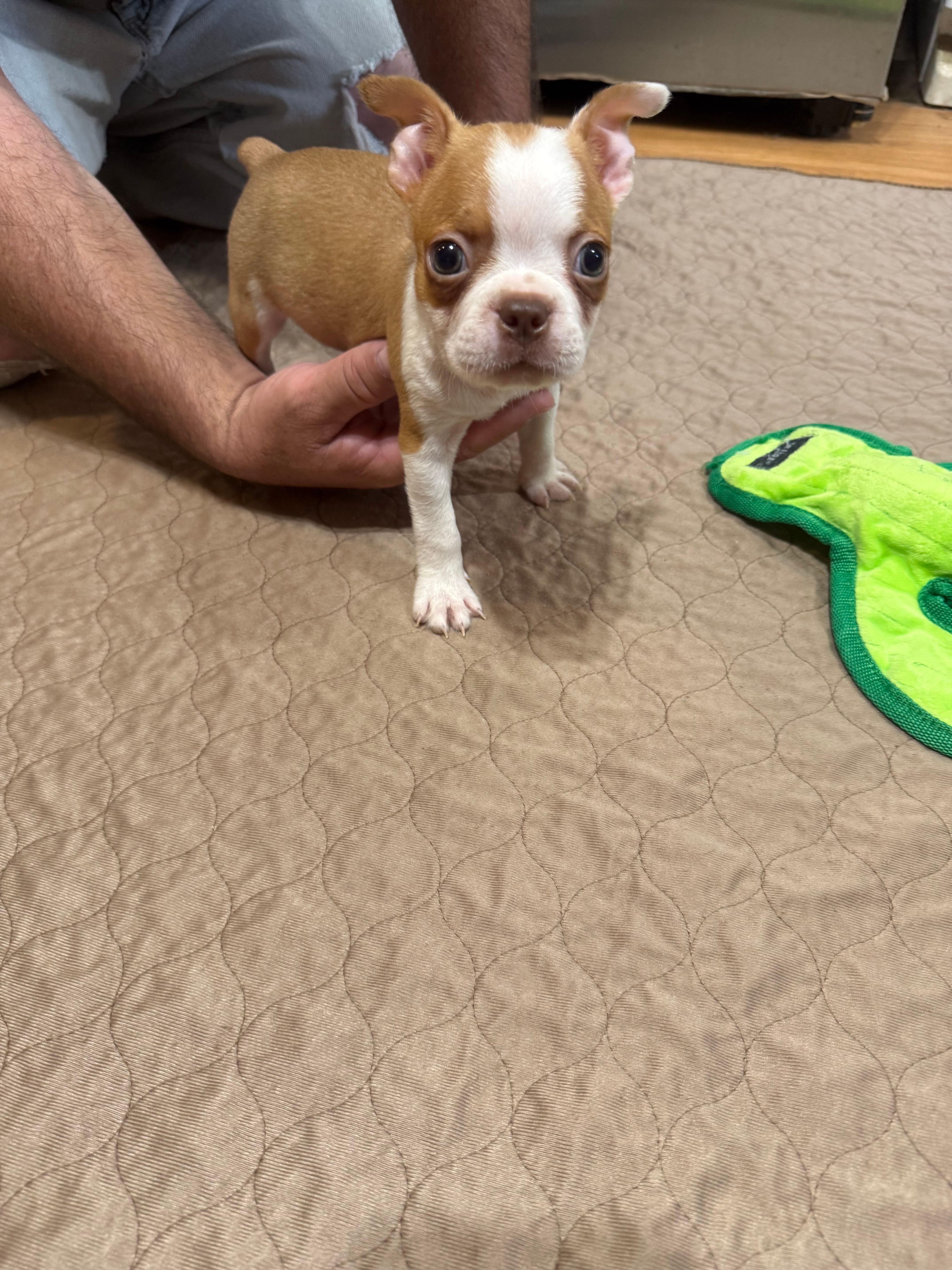 Ben – Boston Terrier puppy for sale in Gladewater, TX
