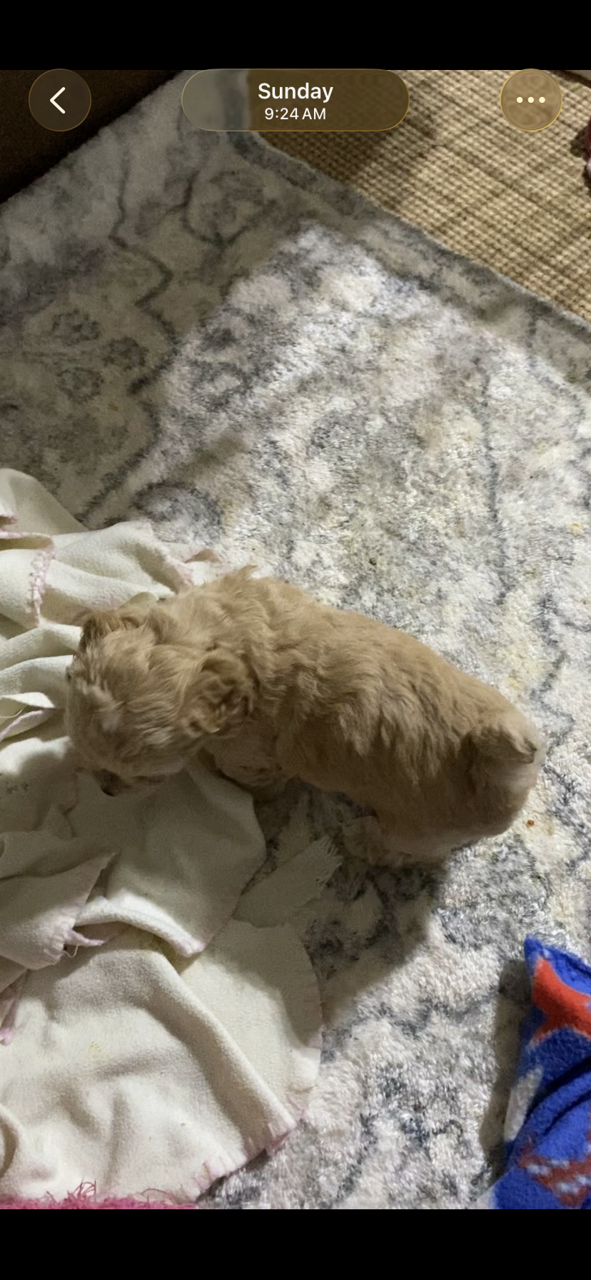 Yorkiepoos – Yorkipoo puppy for sale in Thomasville, NC