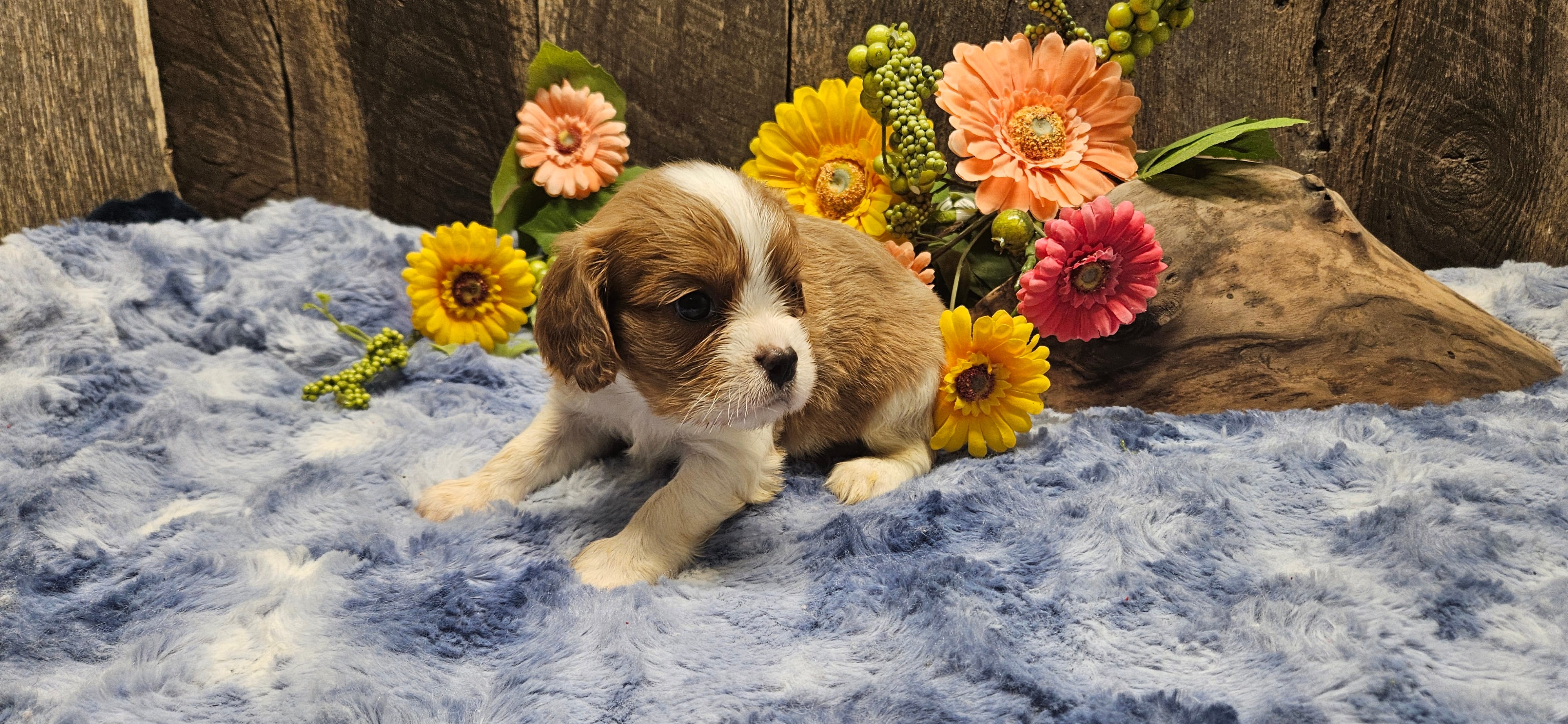 Akc Cooper  – Cavalier King Charles Spaniel puppy for sale in Brumley, MO
