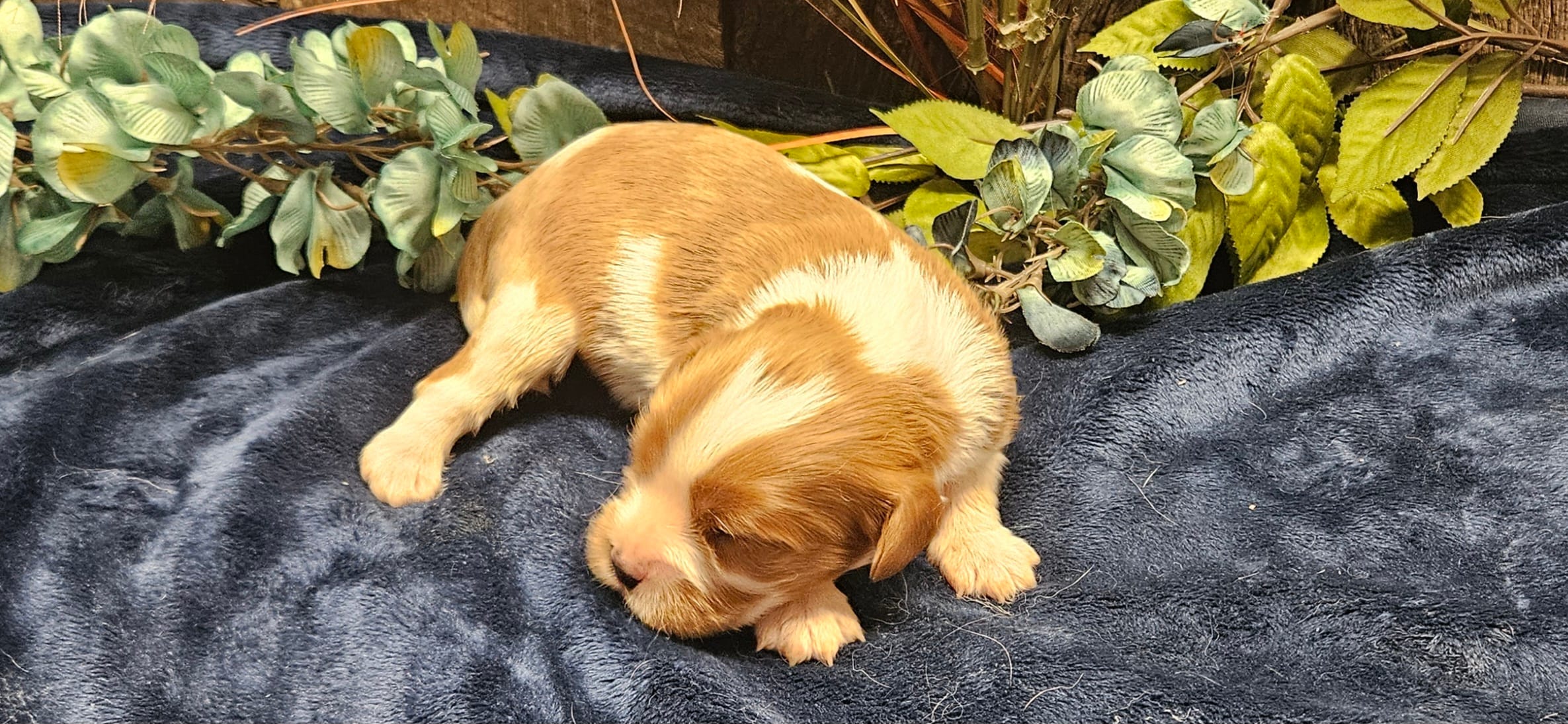 Akc Lulu  – Cavalier King Charles Spaniel puppy for sale in Brumley, MO