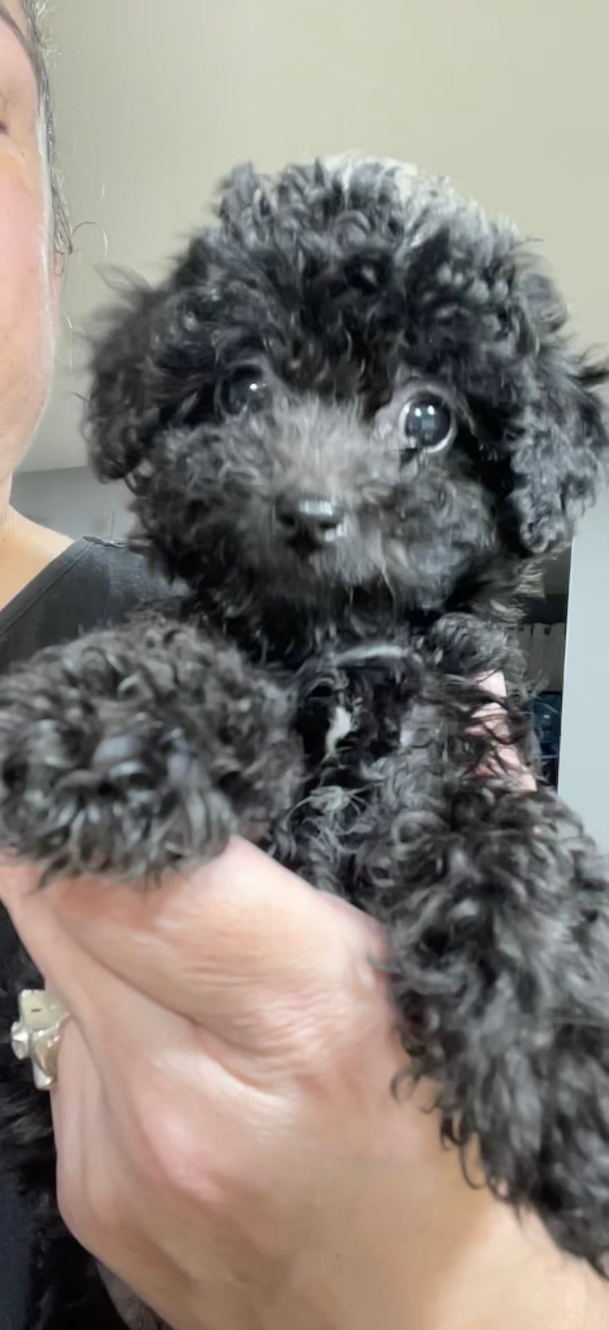 Tiny Toy Boy #1 – Poodle - Toy  puppy for sale in Merchantville, NJ