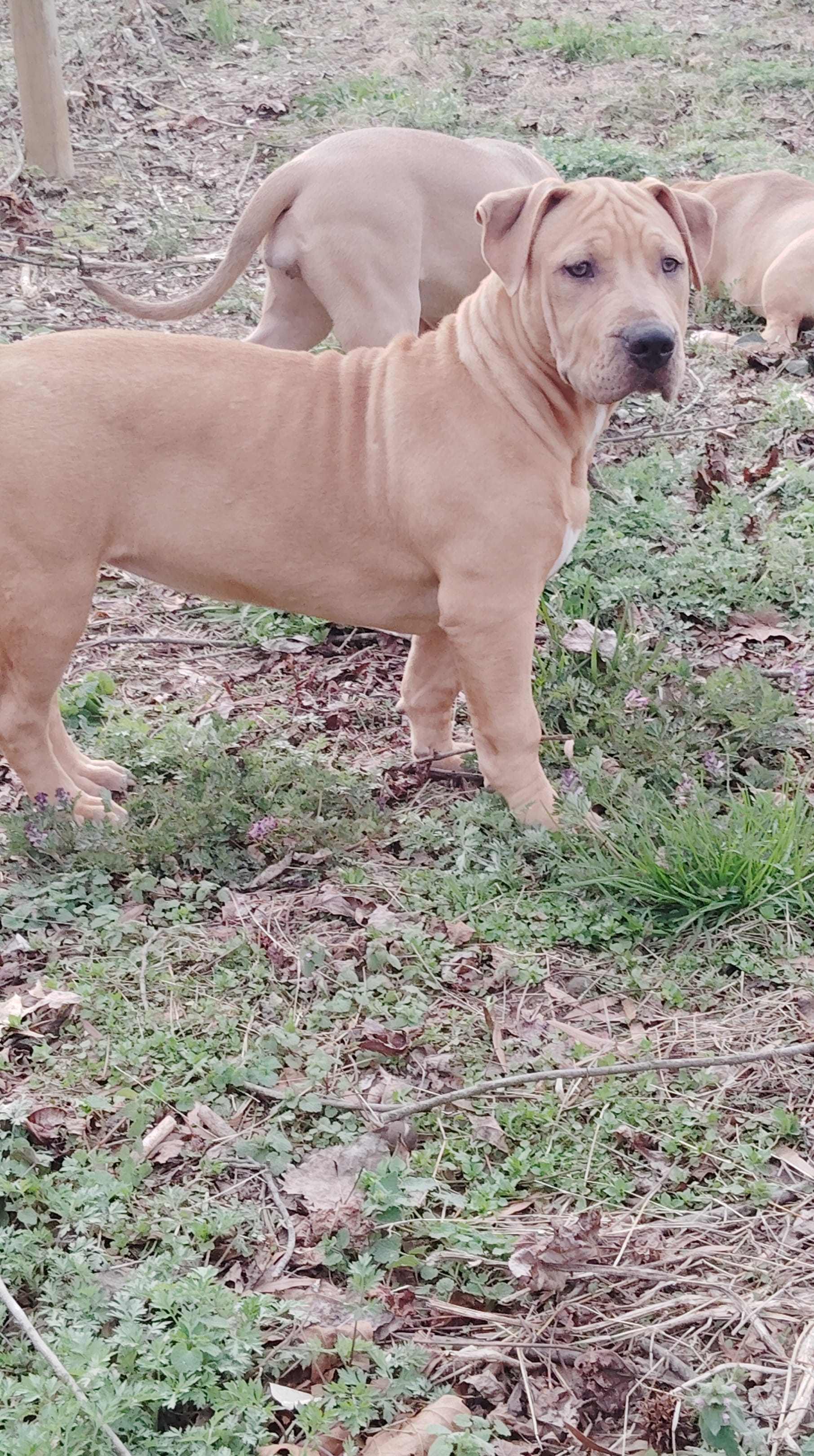 Aurora – American Bully puppy for sale in Lexington, NC