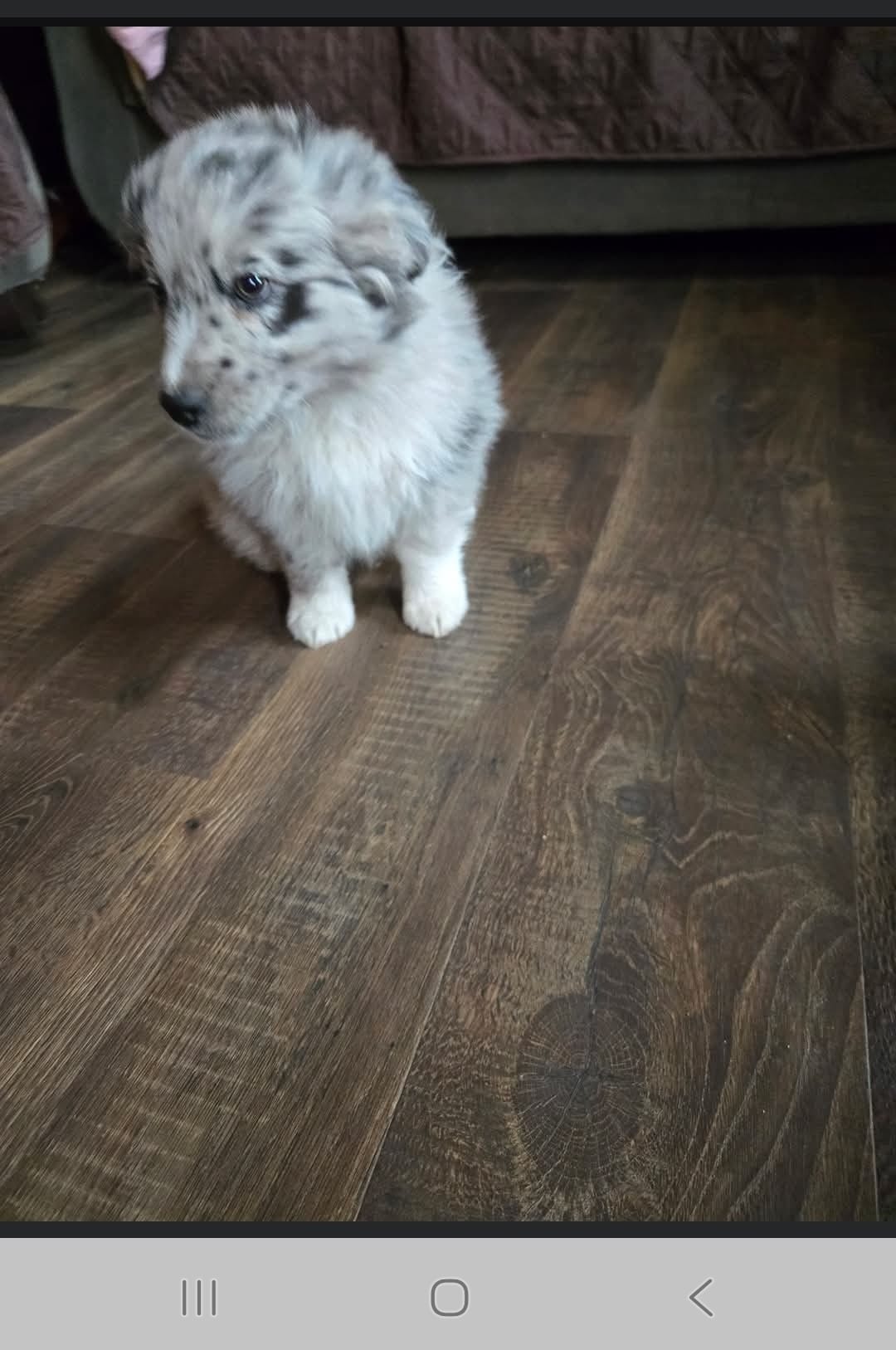 Scout – Australian Shepherd puppy for sale in Clintonville, WI