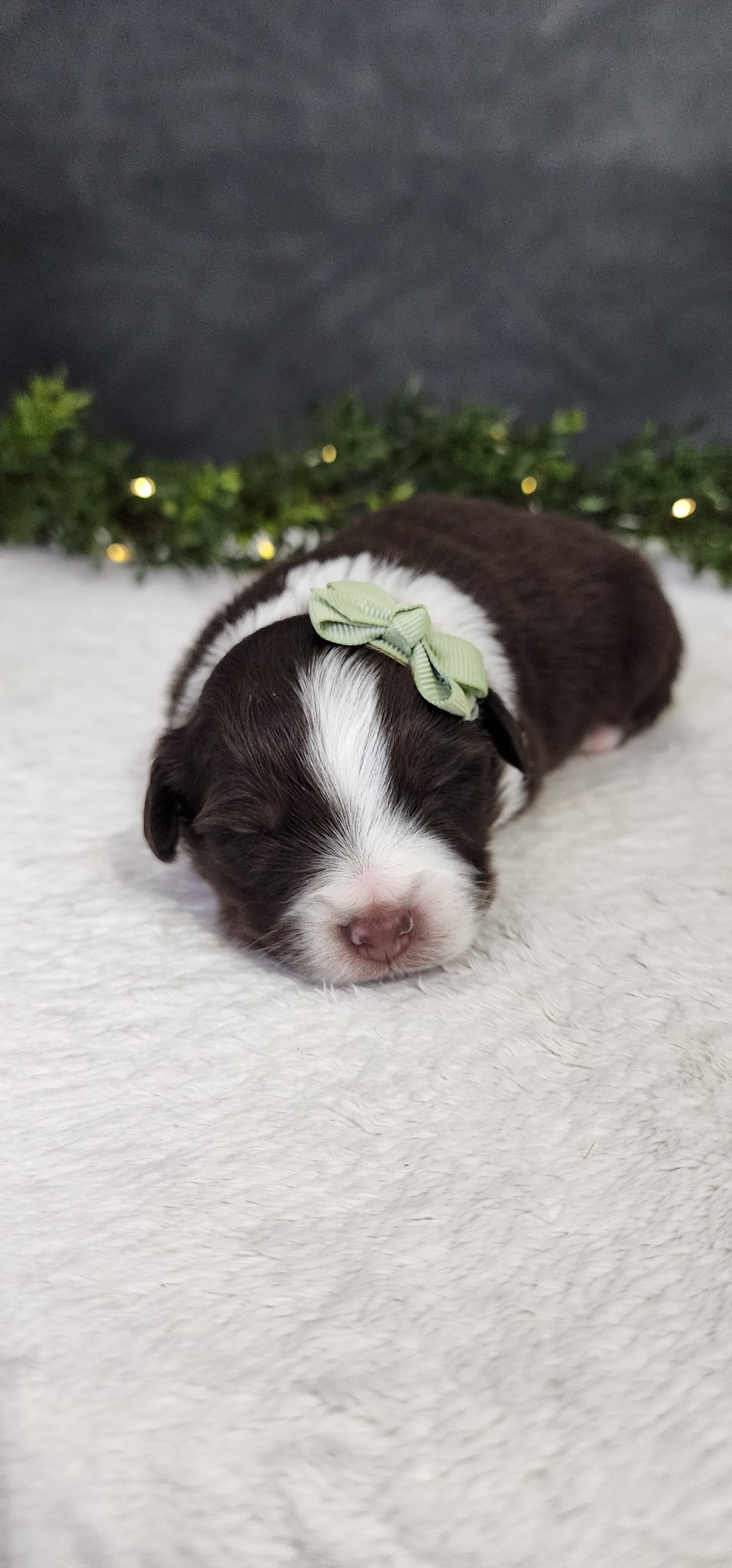 Milo  – Miniature Australian Shepherd puppy for sale in Coldwater, MI