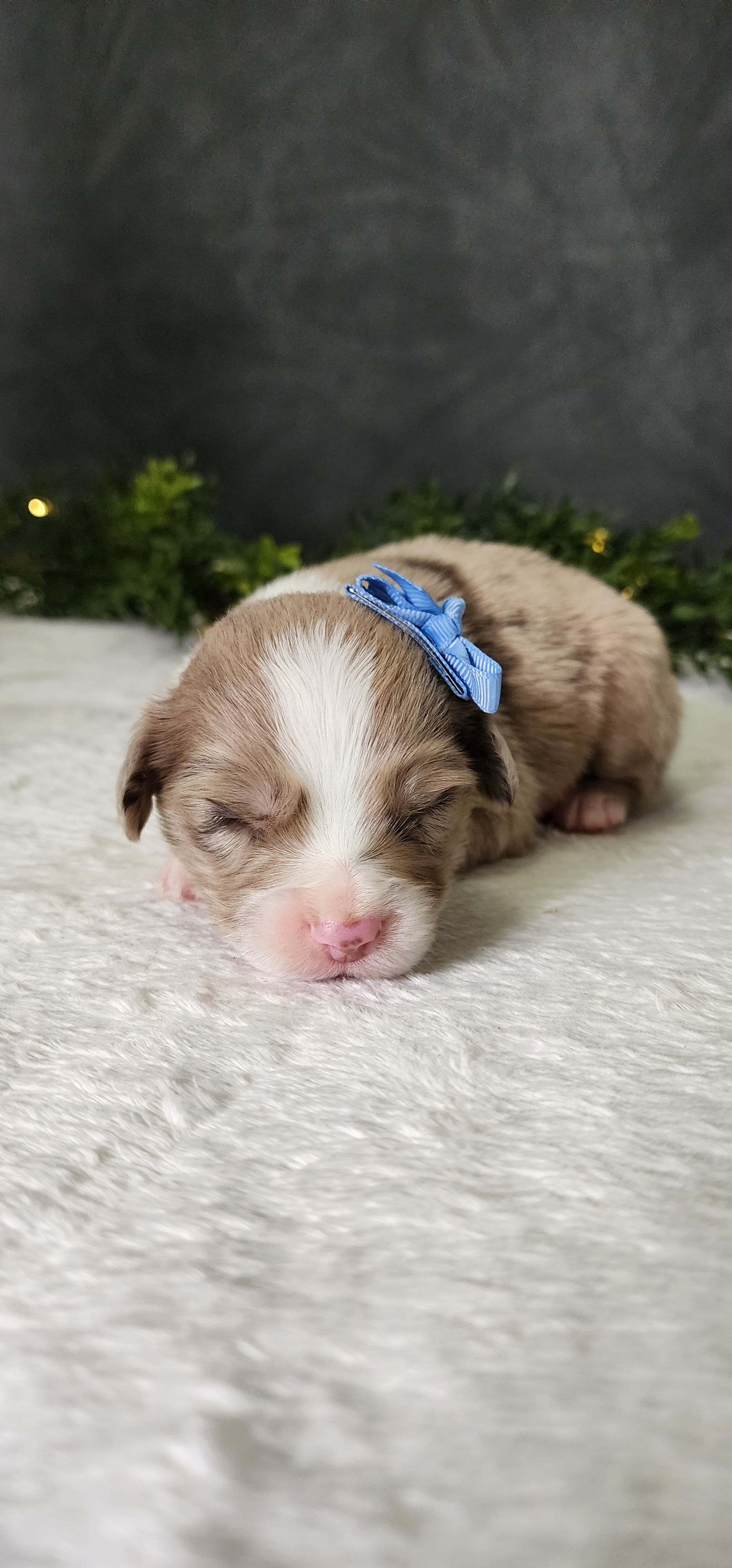 Charlie – Miniature Australian Shepherd puppy for sale in Coldwater, MI