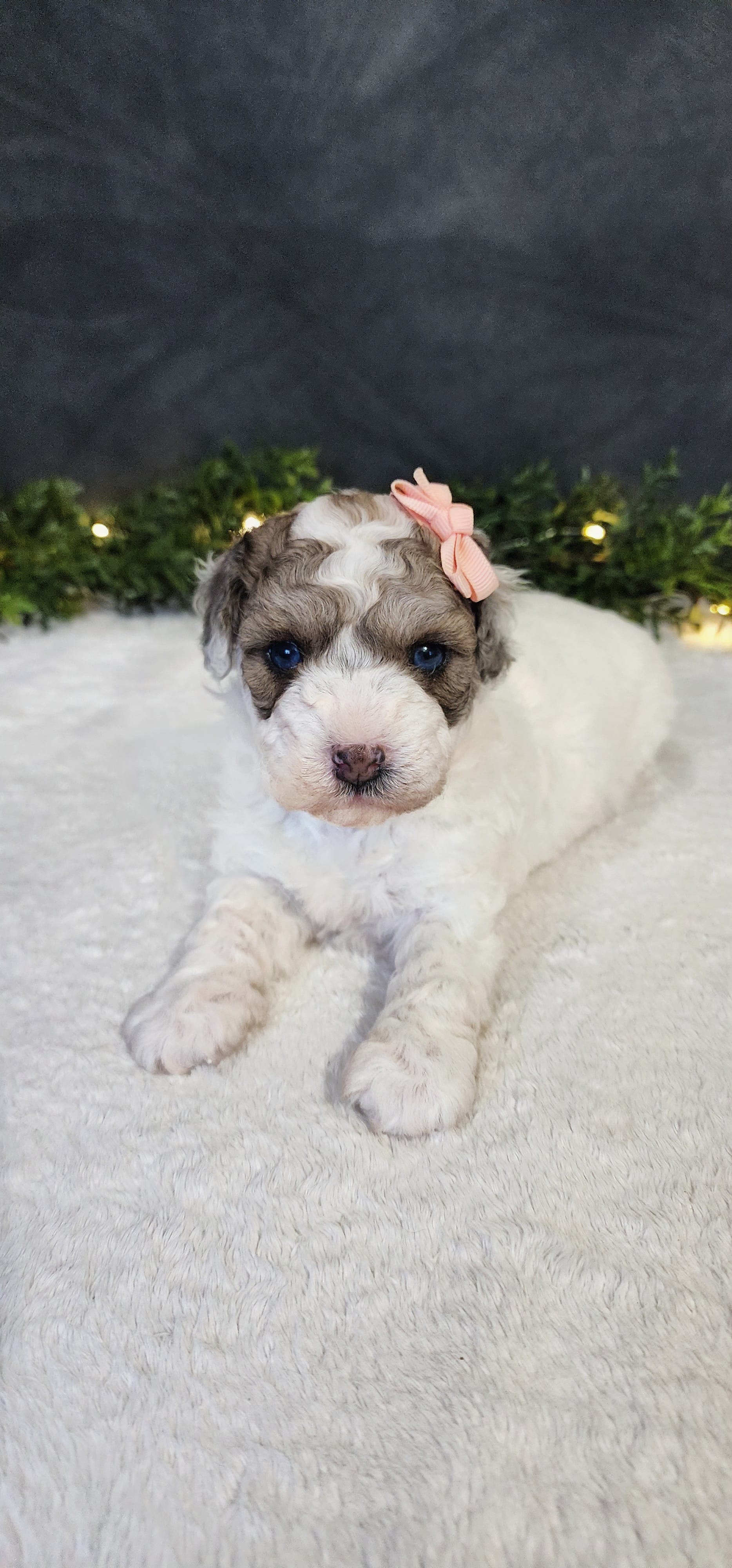 Princess  – Poodle - Miniature  puppy for sale in Coldwater, MI