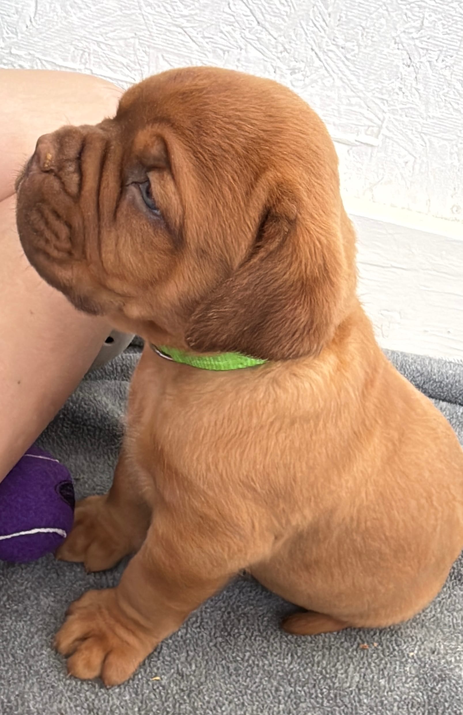 Light Green (Dinky) – Dogue de Bordeaux puppy for sale in Fairland, OK
