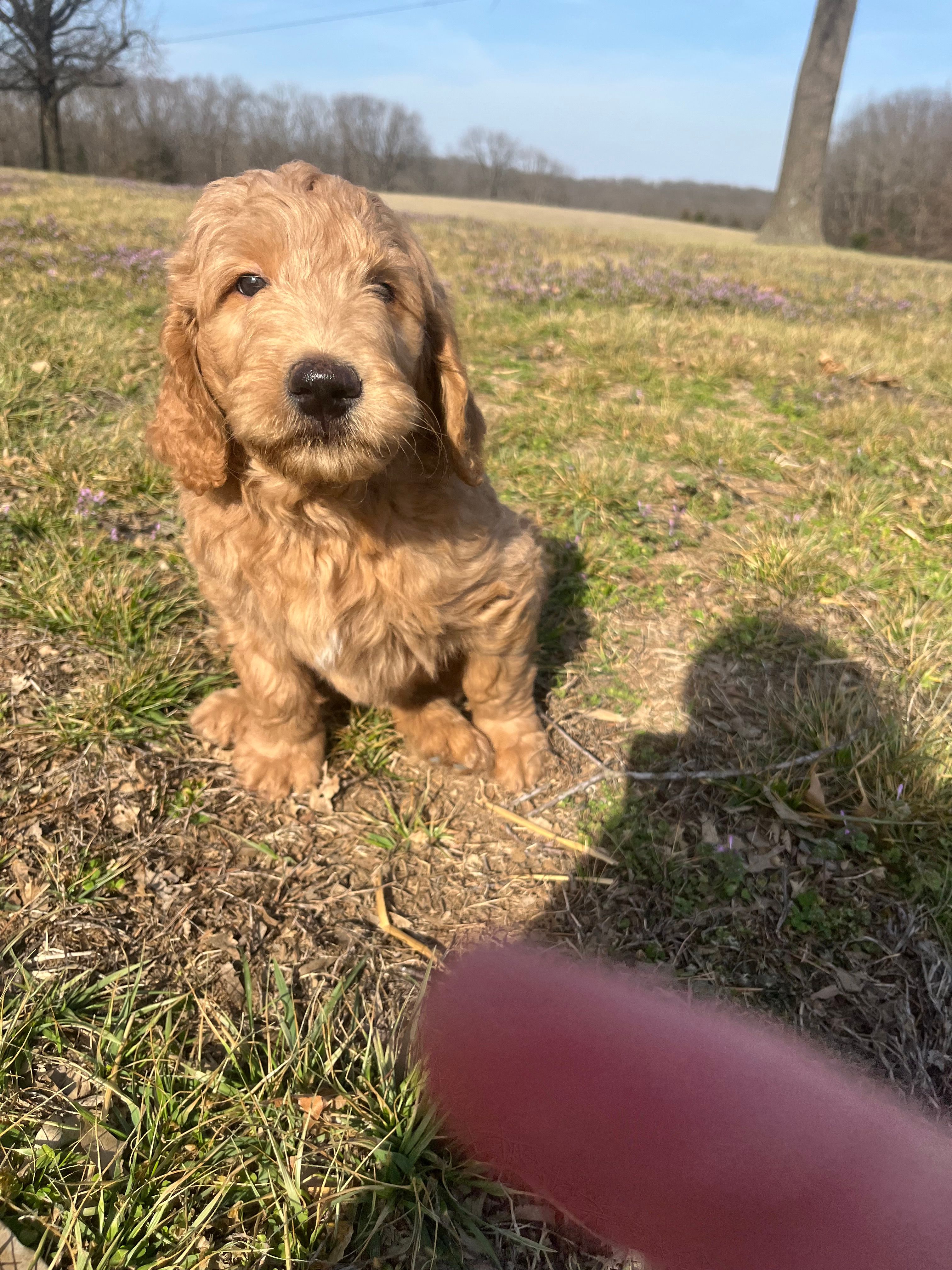 Rocky – Goldendoodle puppy for sale in Centertown, MO