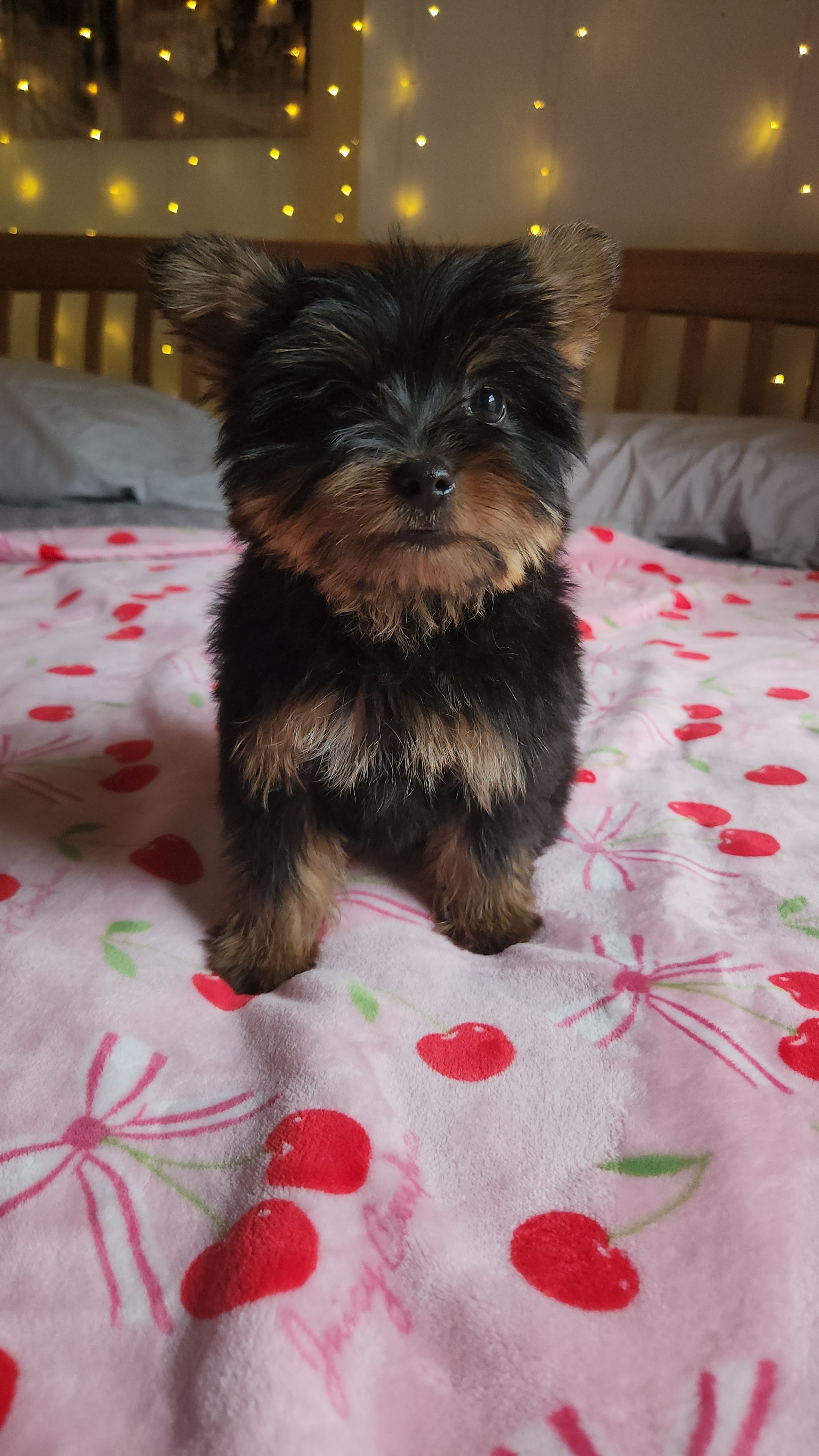 Lumi, a female Yorkshire Terrier for sale in Kansas City, MO – Photo 7 of 10