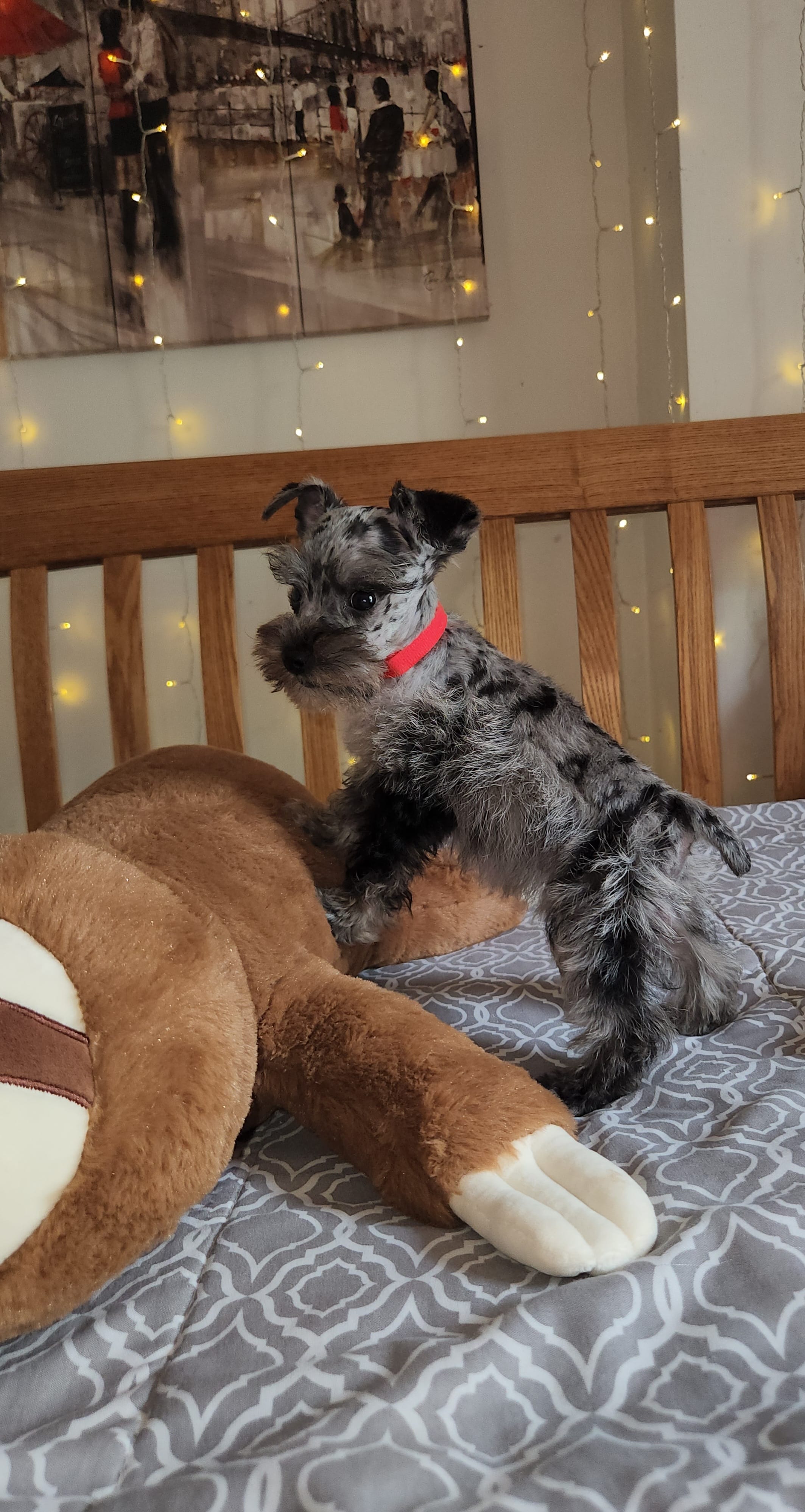Nimbus  – Miniature Schnauzer puppy for sale in Kansas City, MO