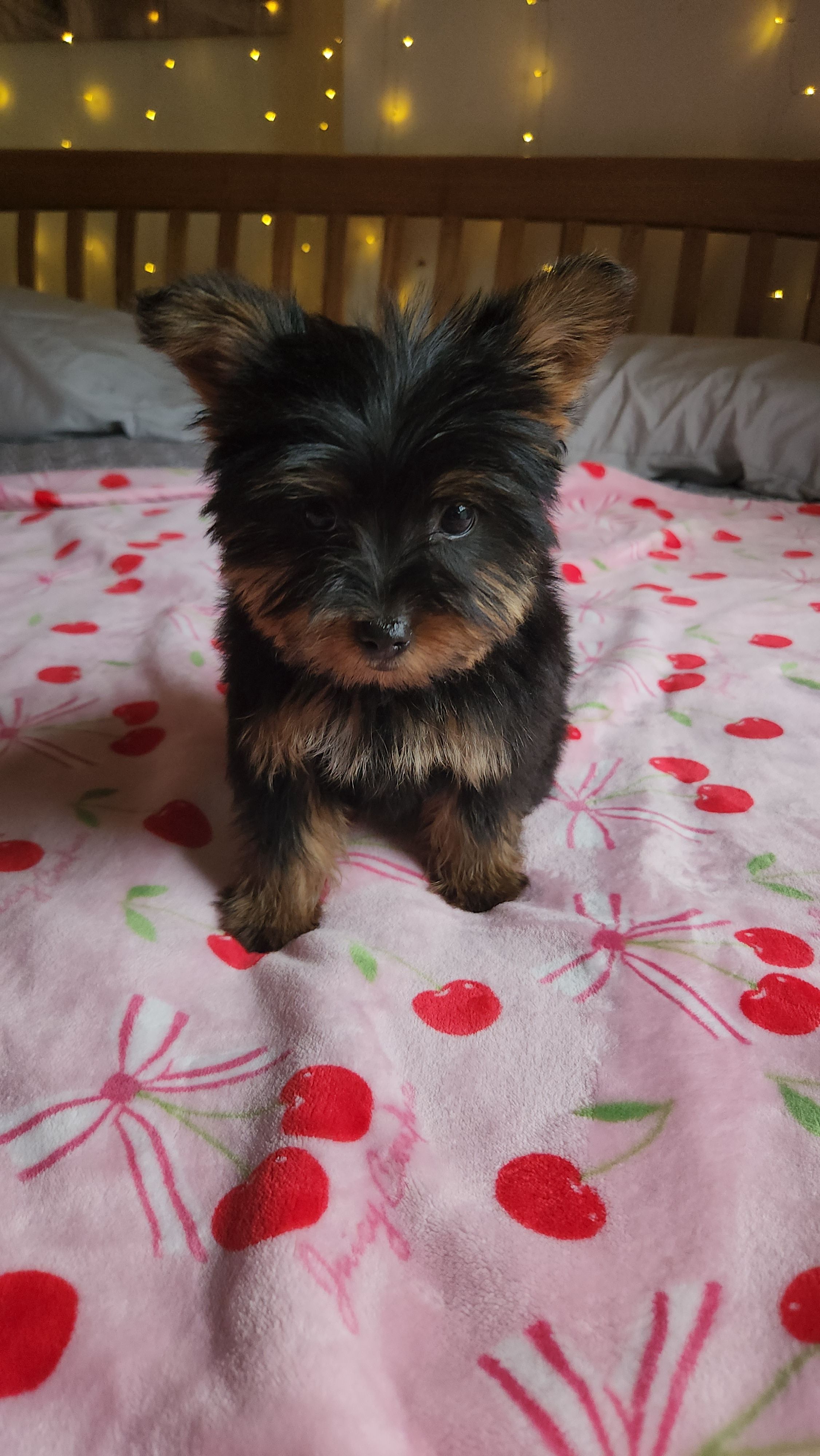 Lumi, a female Yorkshire Terrier for sale in Kansas City, MO – Photo 6 of 10