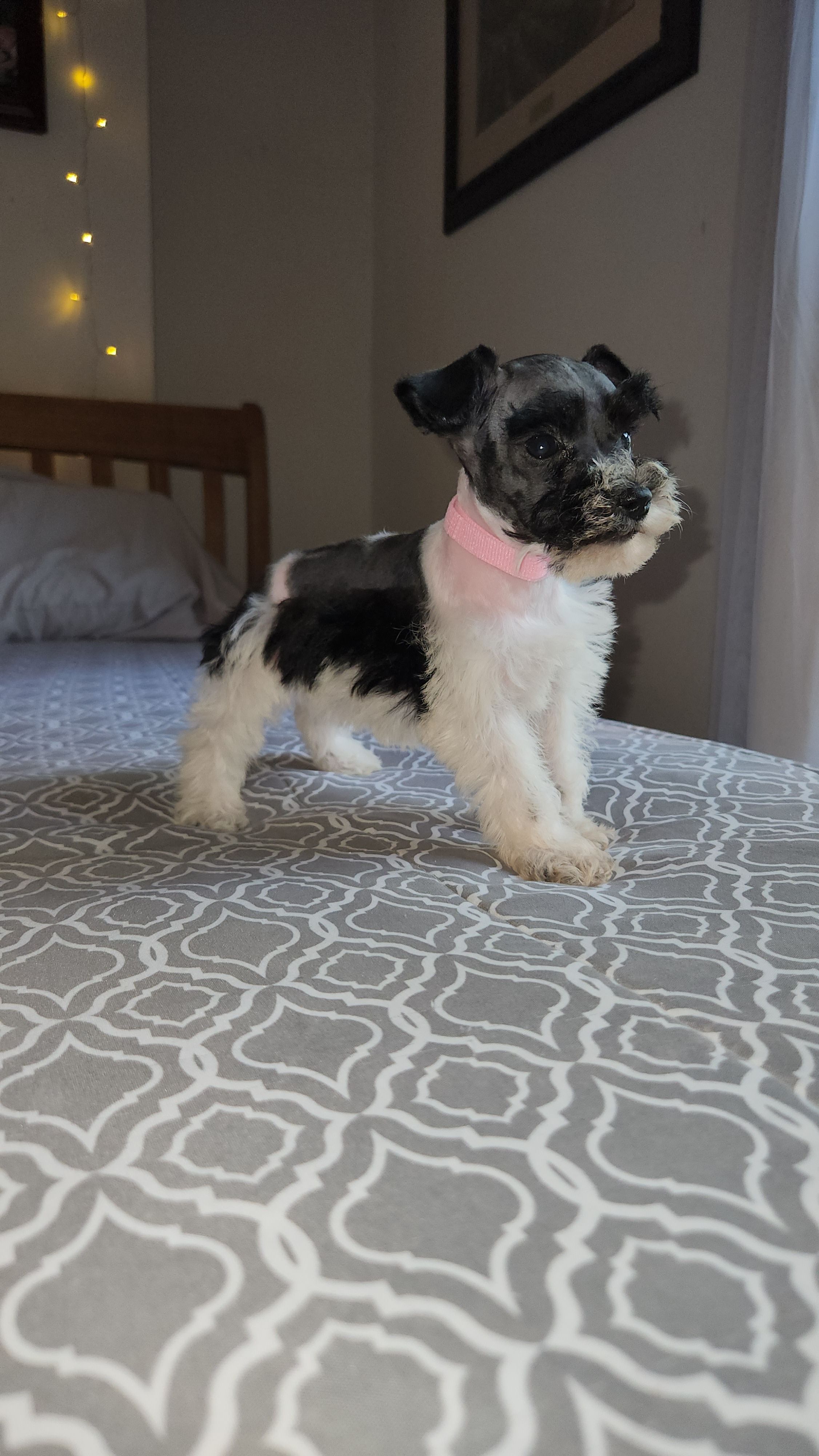 Harbor  – Miniature Schnauzer puppy for sale in Kansas City, MO