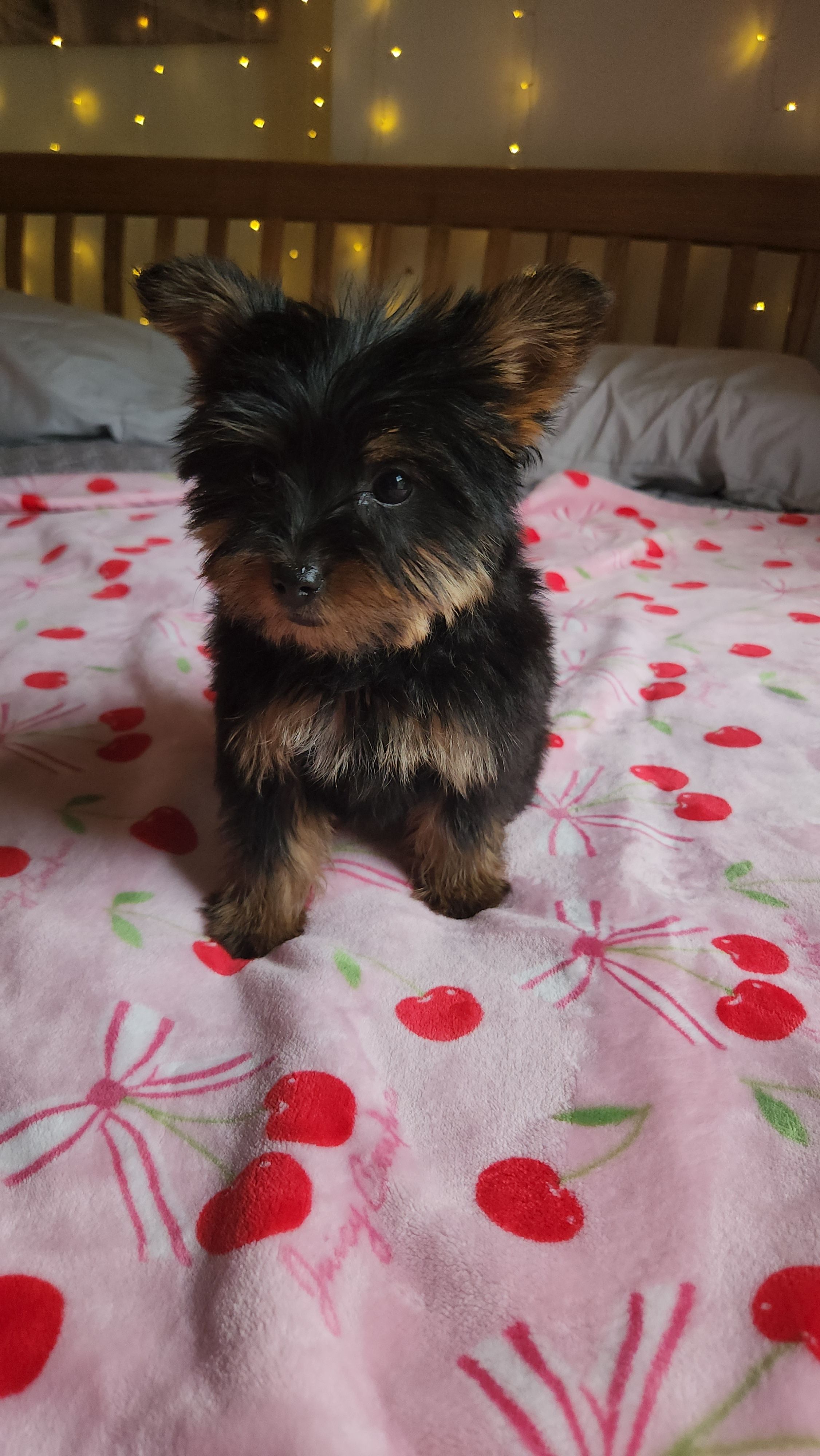 Lumi, a female Yorkshire Terrier for sale in Kansas City, MO – Photo 8 of 10