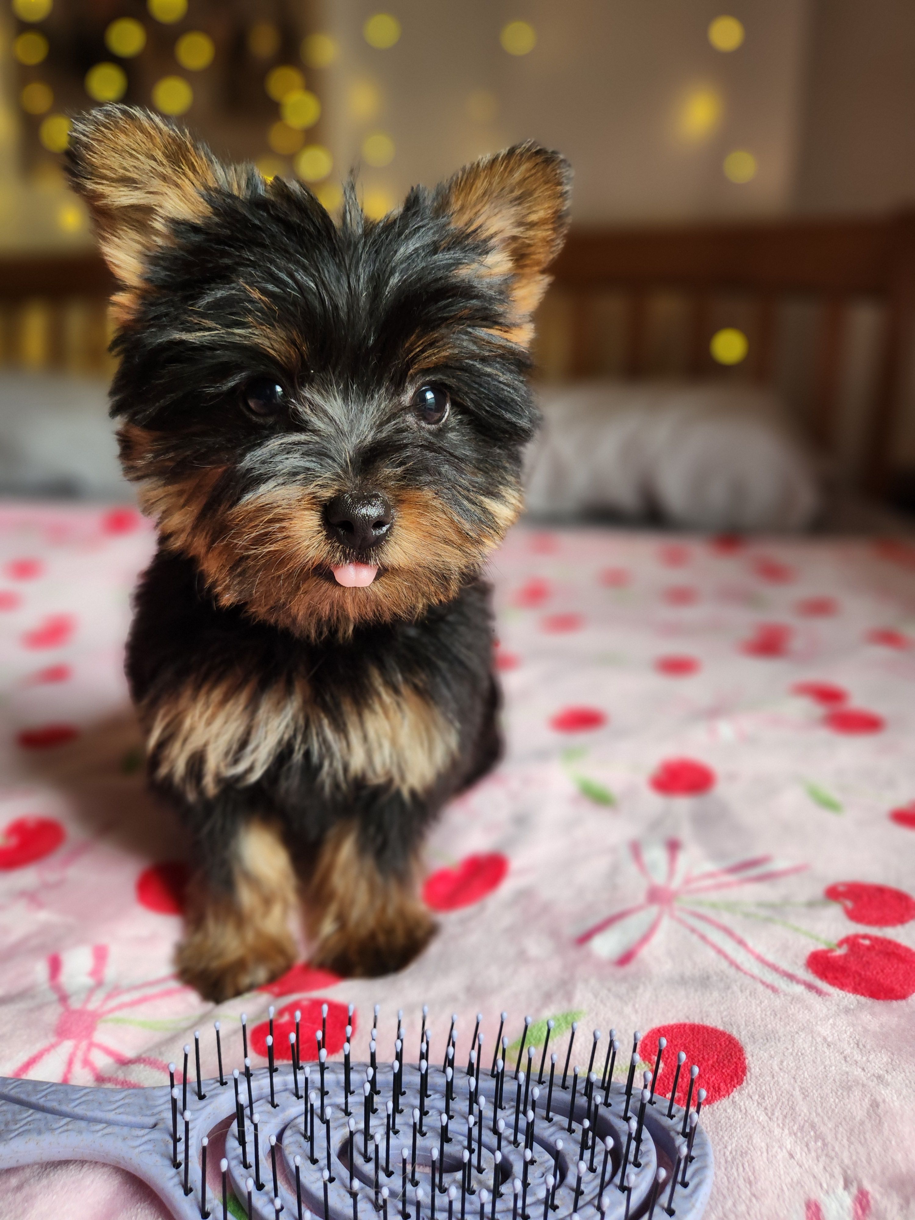 Lumi, a female Yorkshire Terrier for sale in Kansas City, MO – Photo 9 of 10