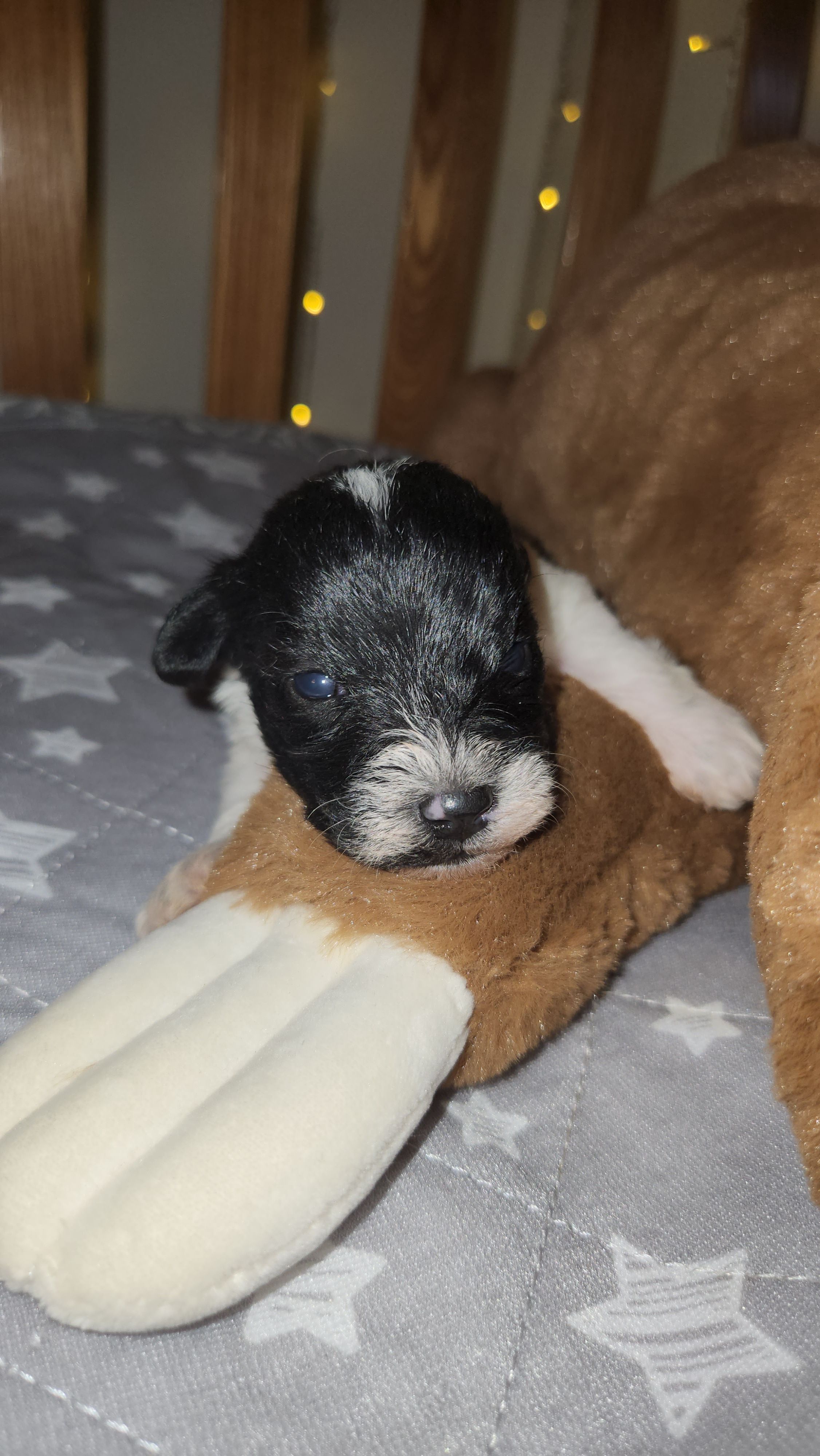 Harbor  – Miniature Schnauzer puppy for sale in Kansas City, MO