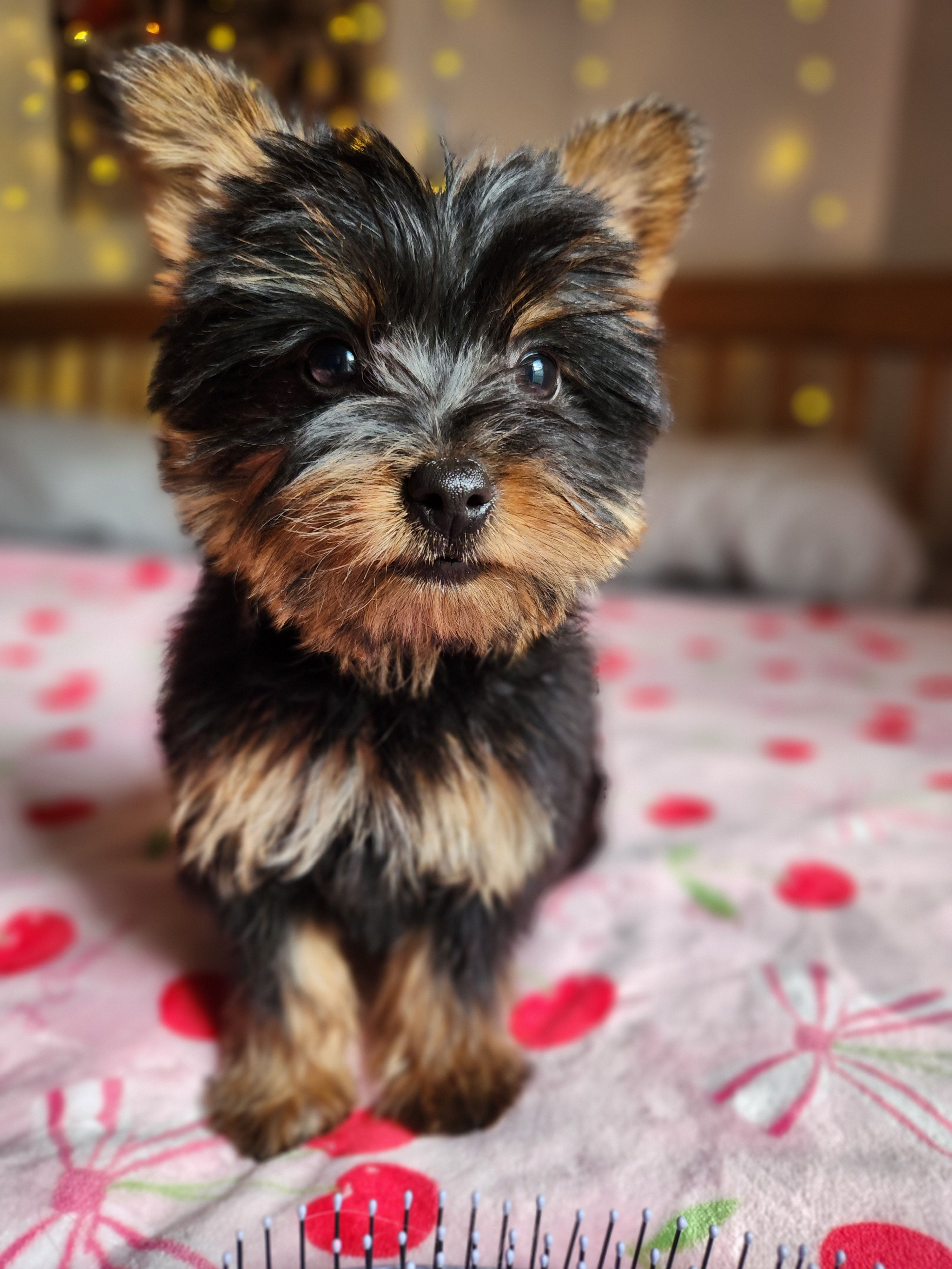 Lumi, a female Yorkshire Terrier for sale in Kansas City, MO – Photo 10 of 10