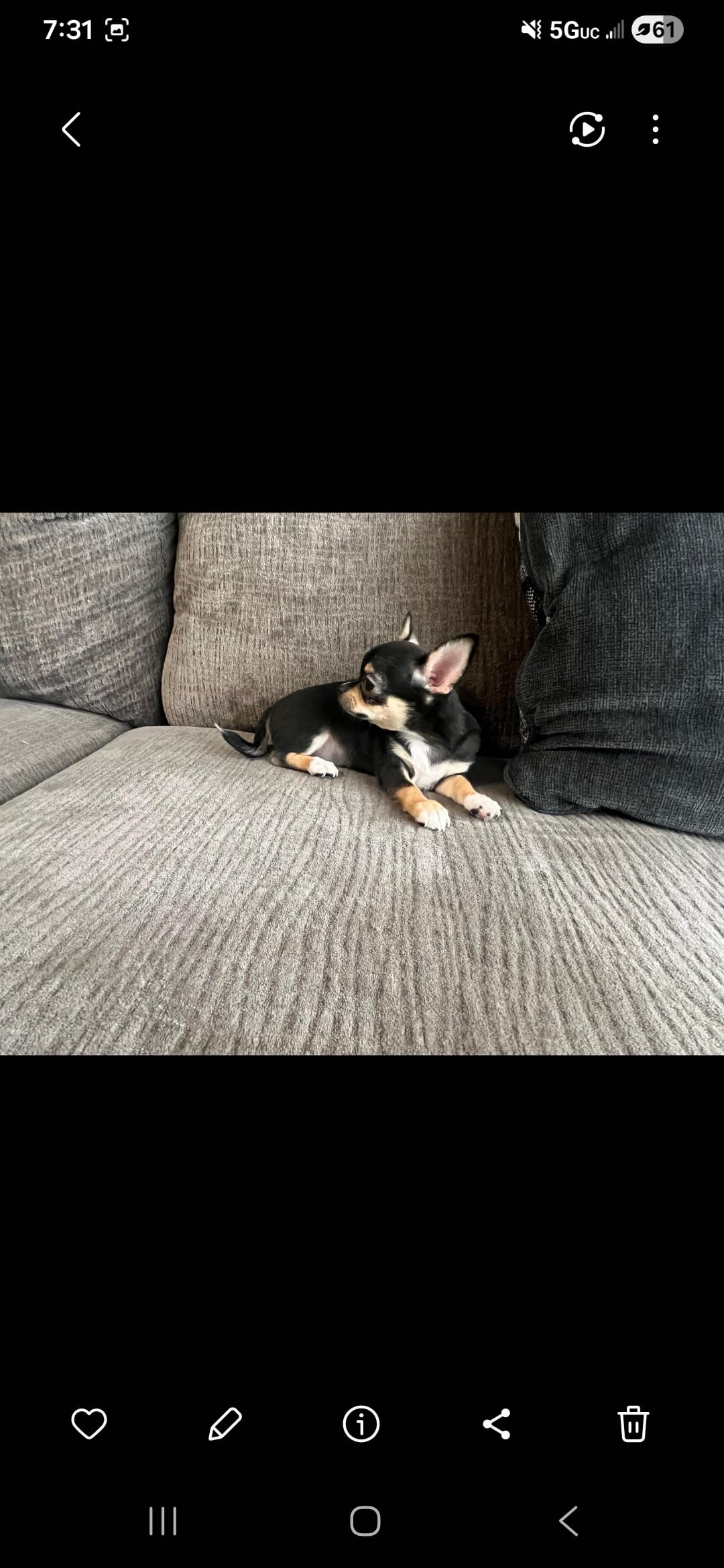 Golondrina – Chihuahua puppy for sale in Lewisville, TX