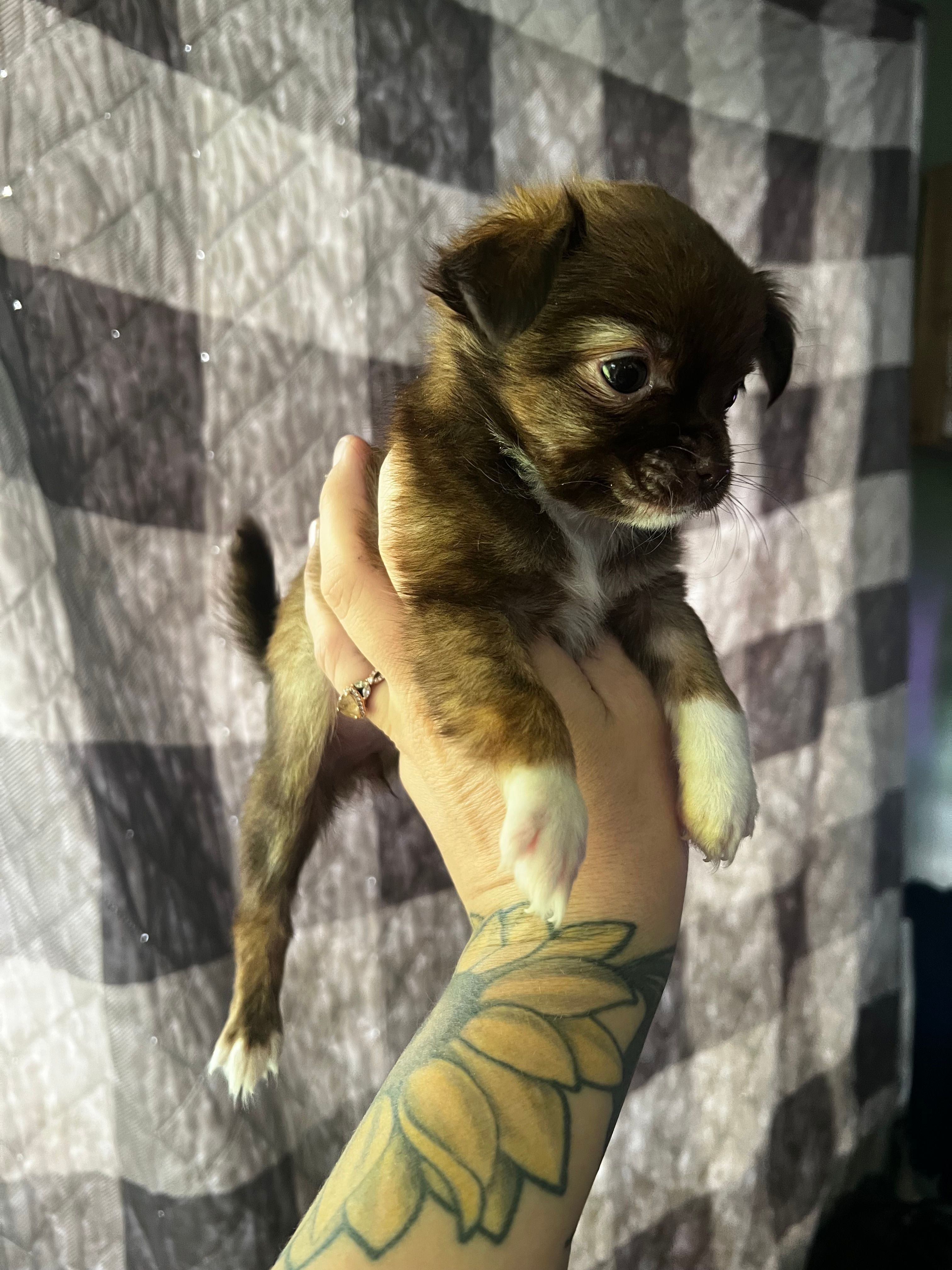 Sable – Chihuahua puppy for sale in Chillicothe, OH