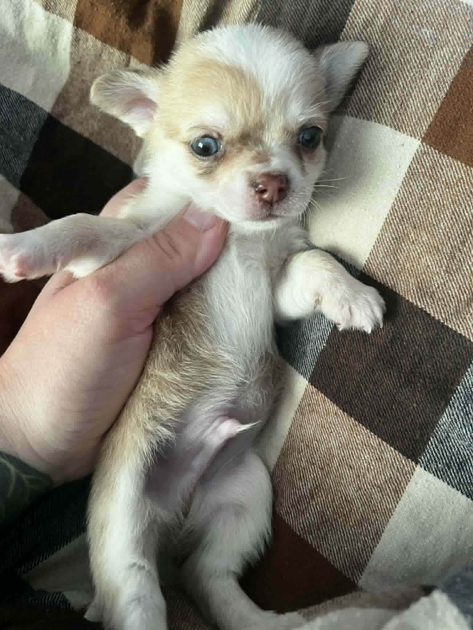 Zeus – Chihuahua puppy for sale in Chillicothe, OH