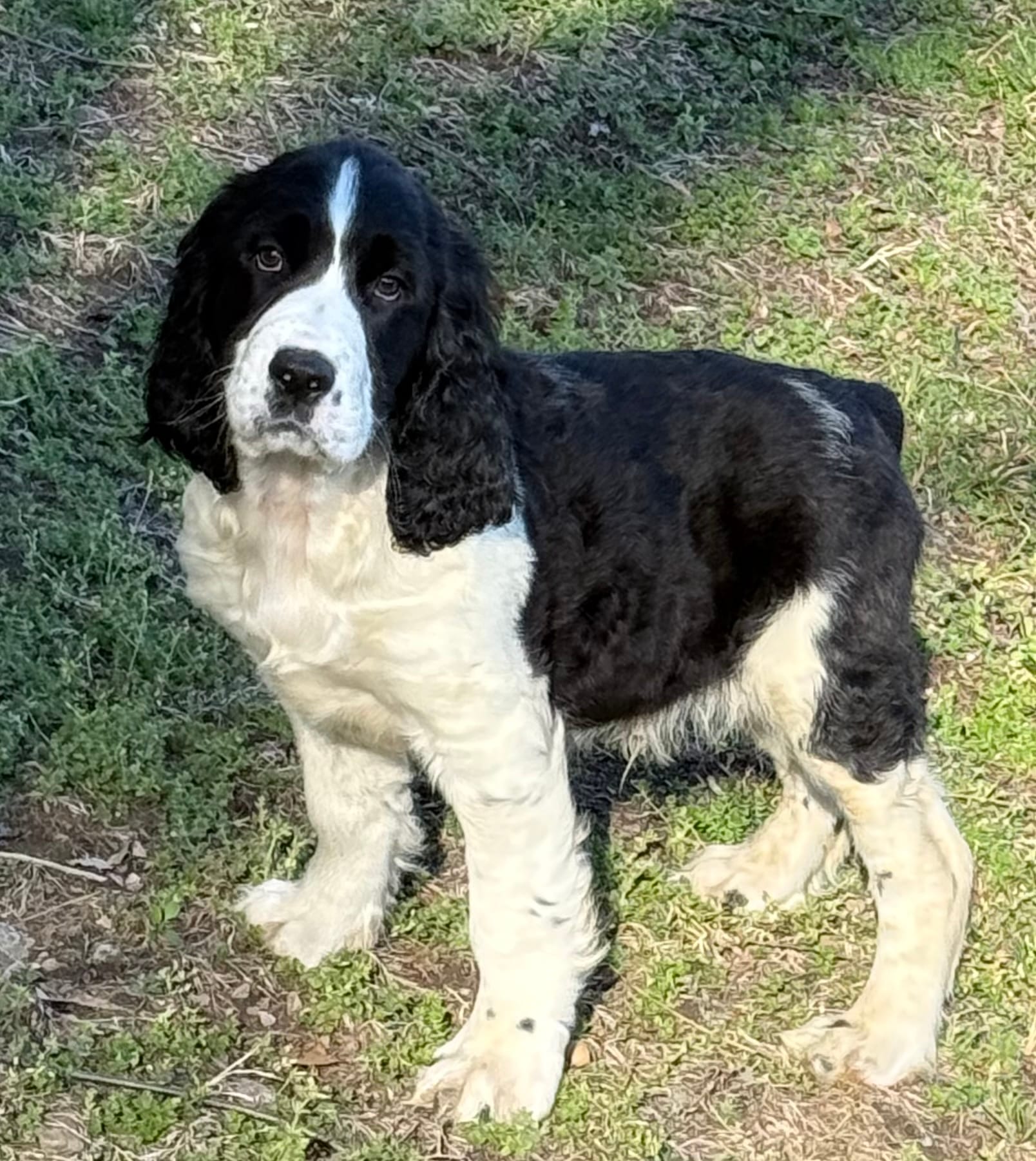 Bear – English Springer Spaniel puppy for sale in Pittsburgh, PA